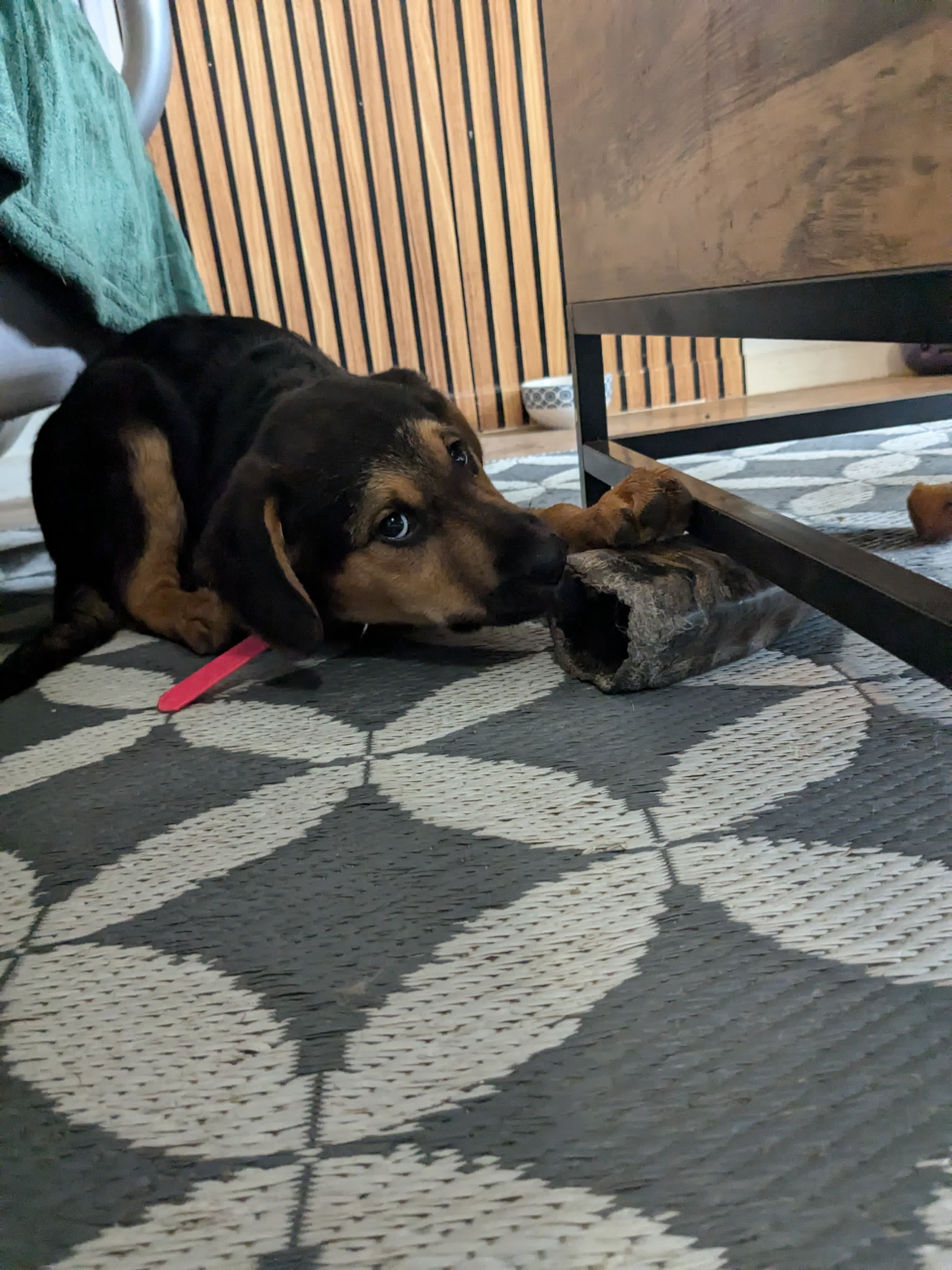 Chien en extérieur — Amitié Canine