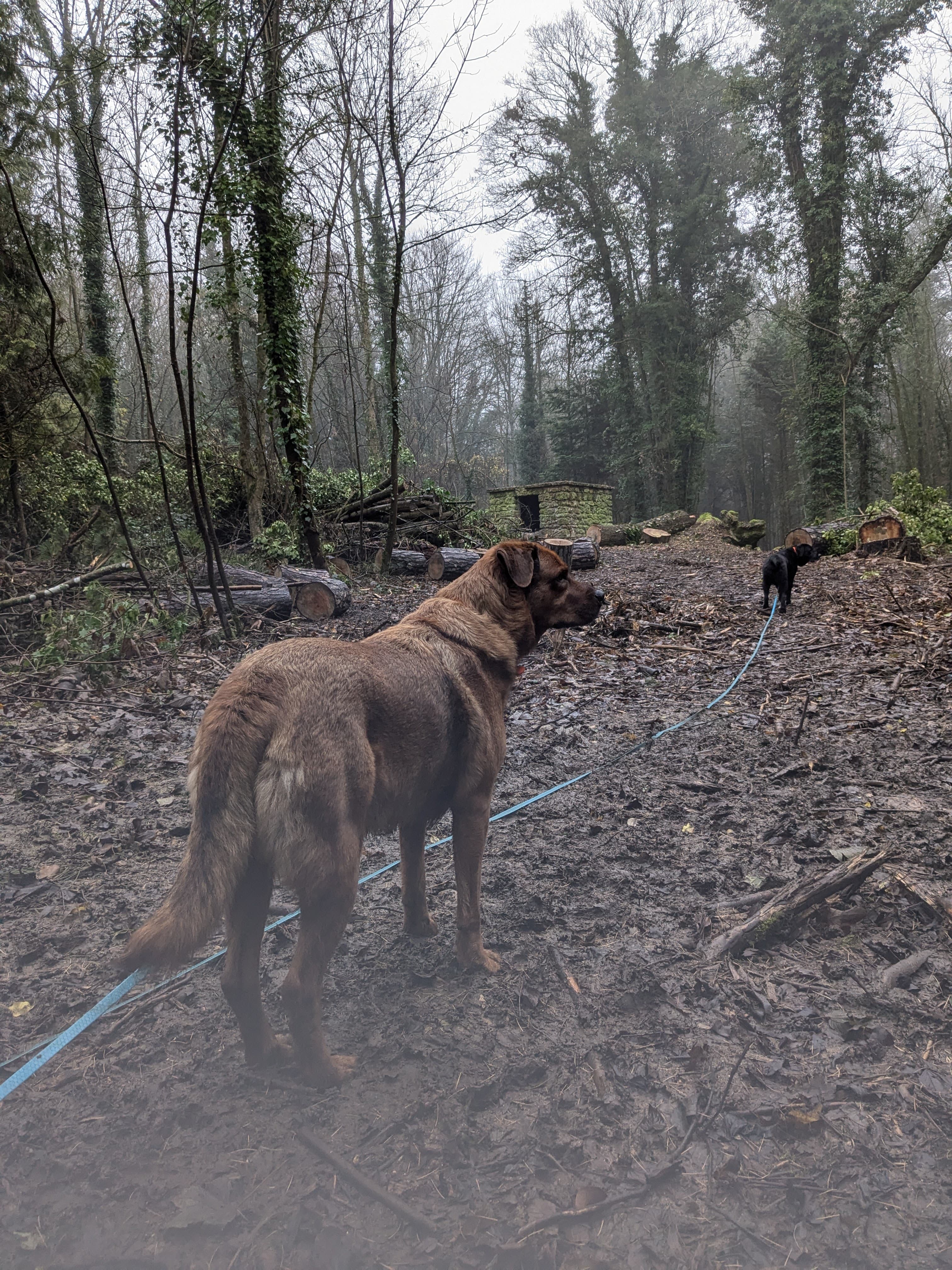 Chien en sortie encadrée — Amitié Canine