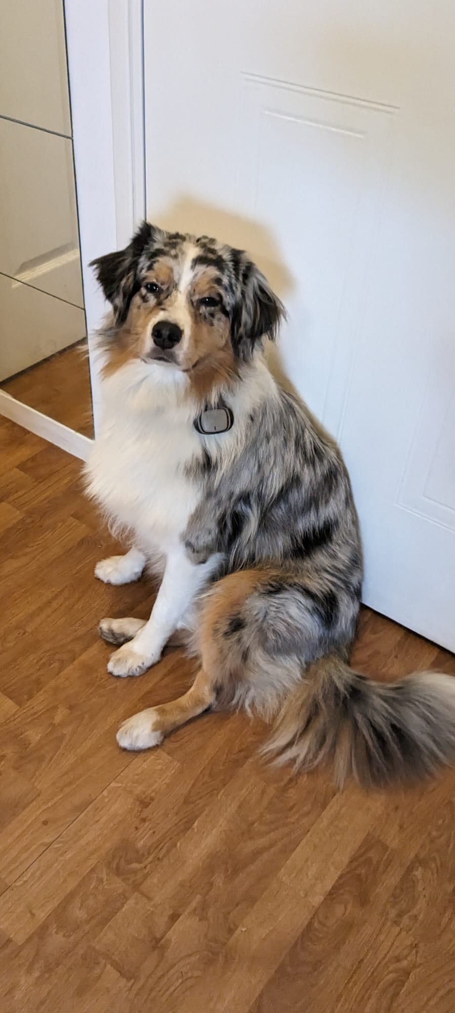 Chien en forêt — Amitié Canine