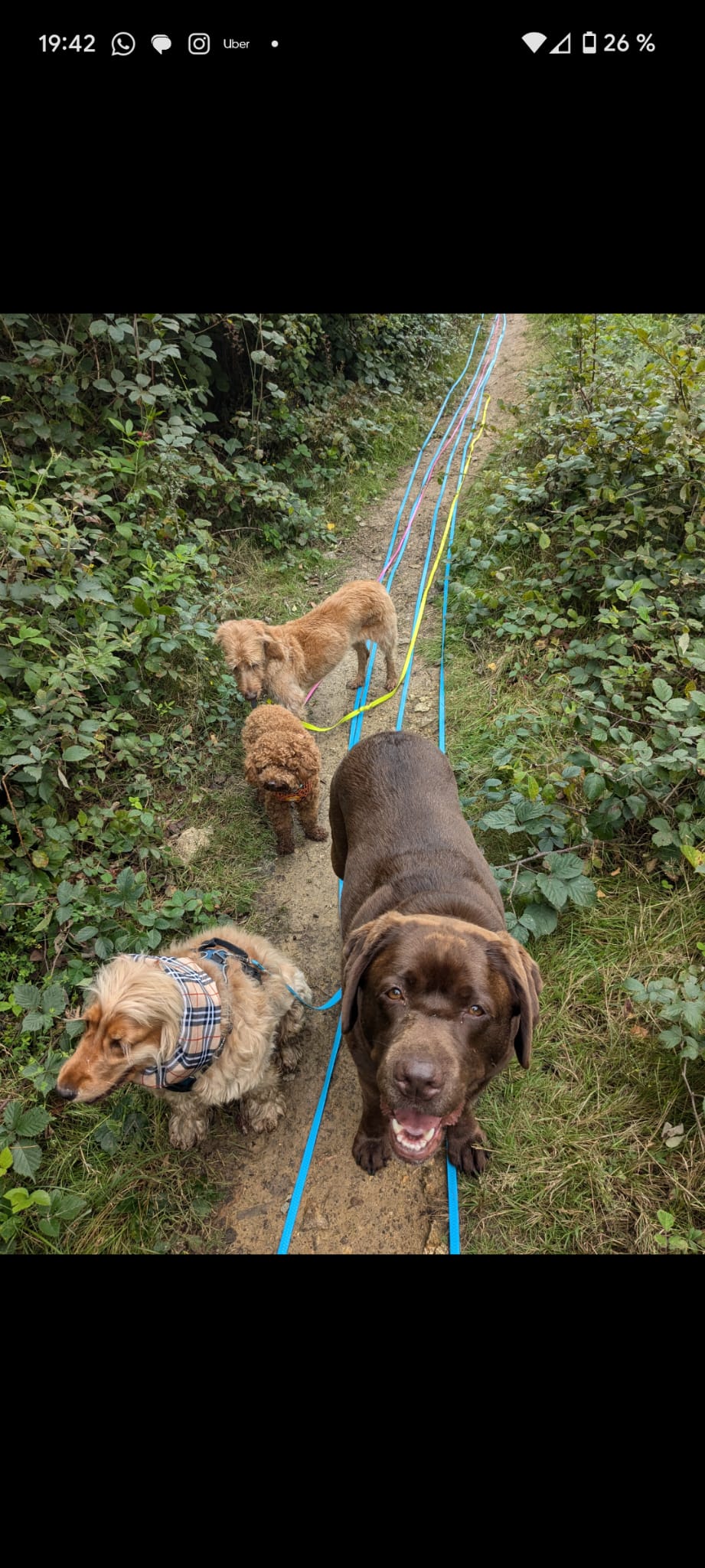 Éducatrice canine en action — Amitié Canine