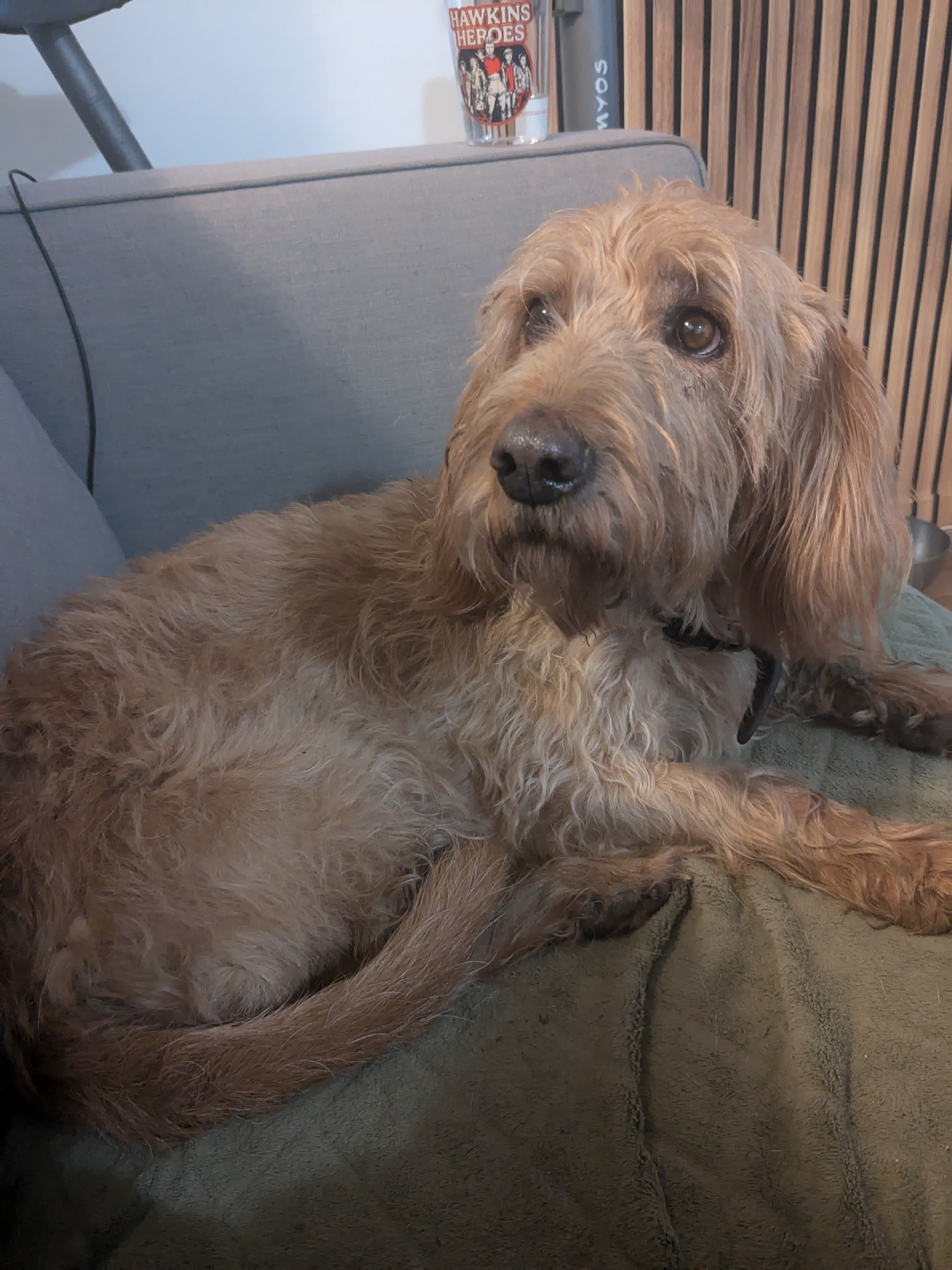 Chien en garde en vie de famille — Amitié Canine