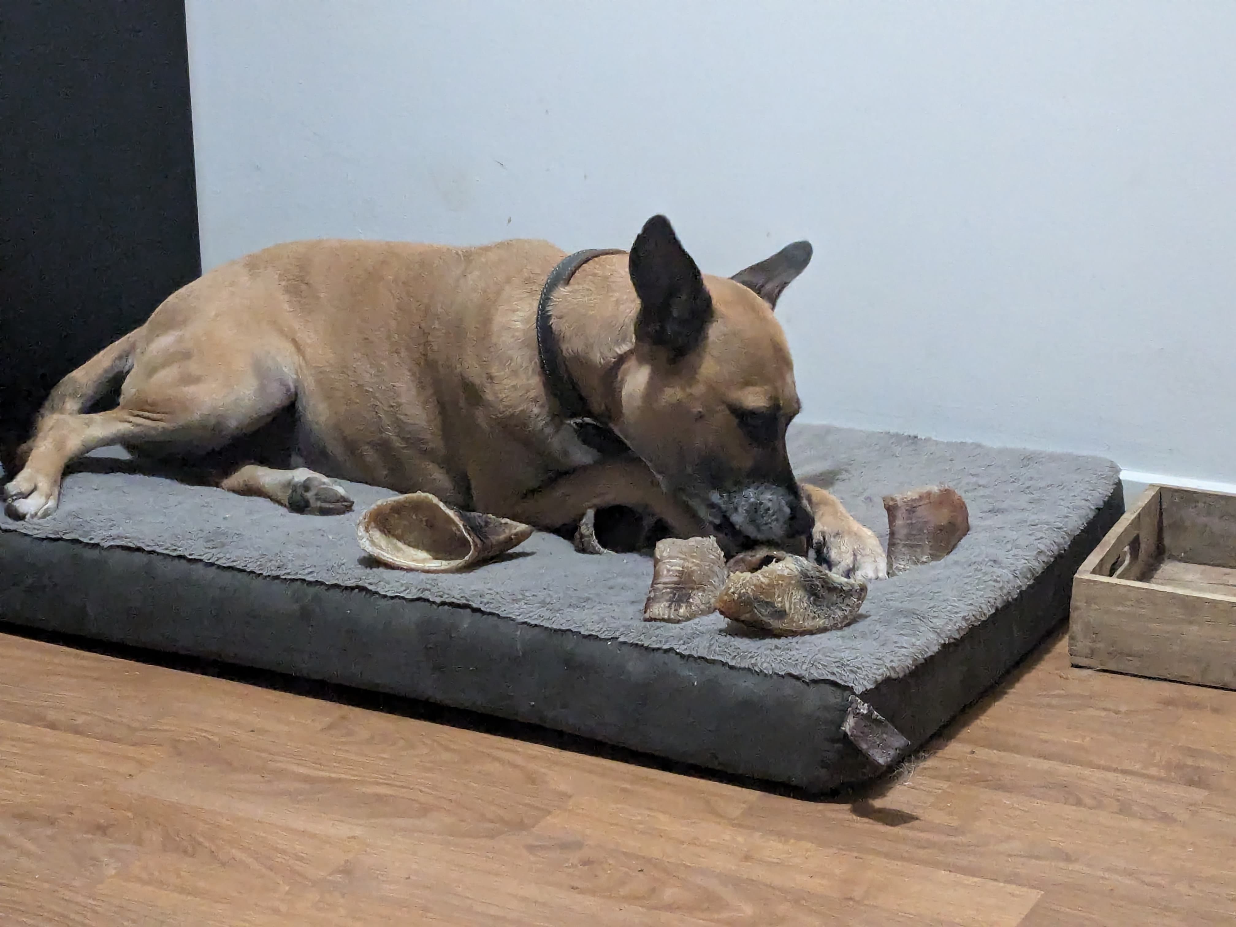 Moment de détente — Amitié Canine