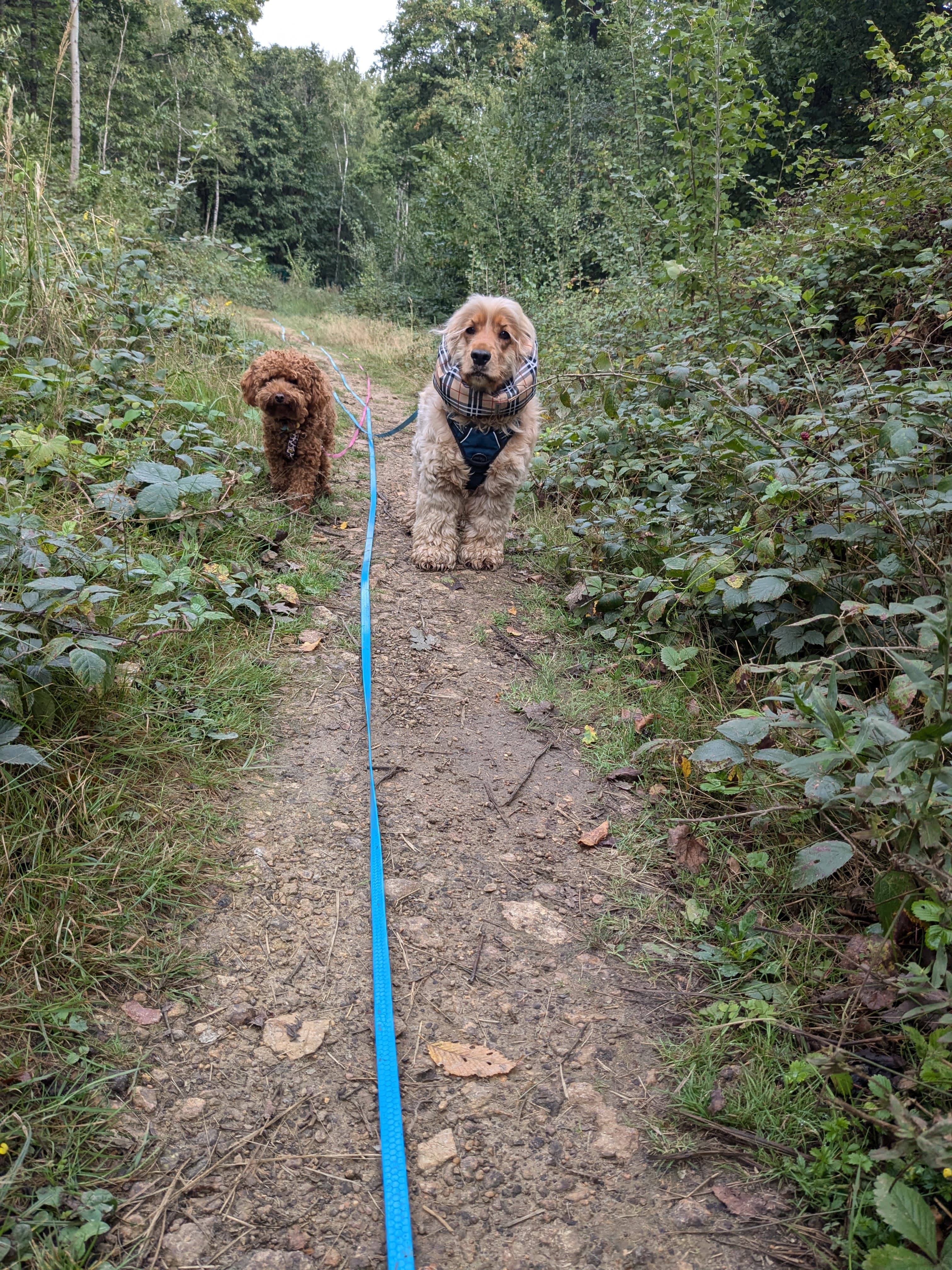 Complicité chien et humain — Amitié Canine