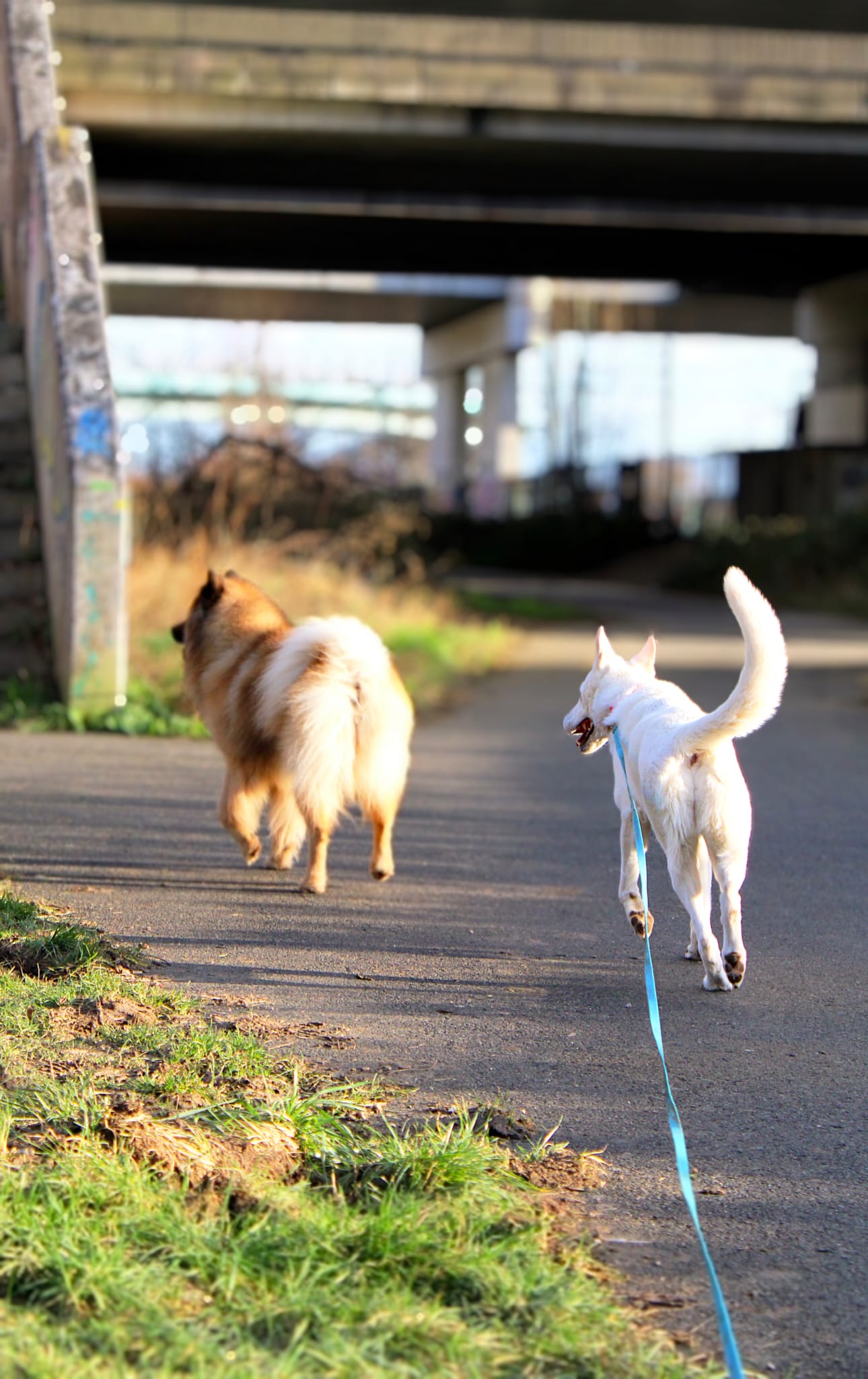 Moment d’éducation canine — Amitié Canine