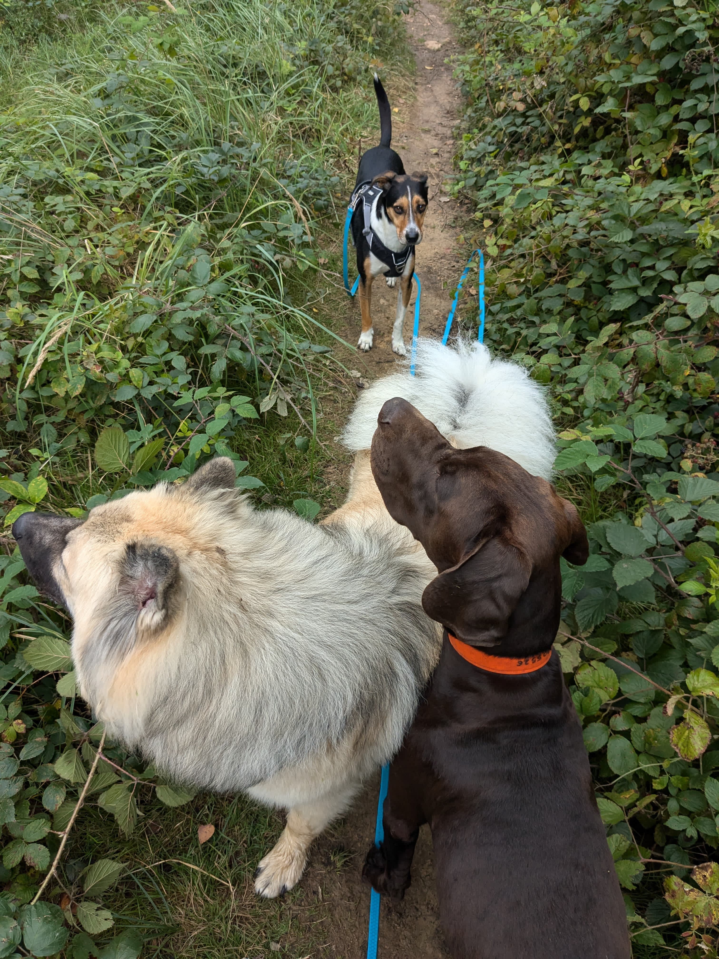Balade et bien-être — Amitié Canine