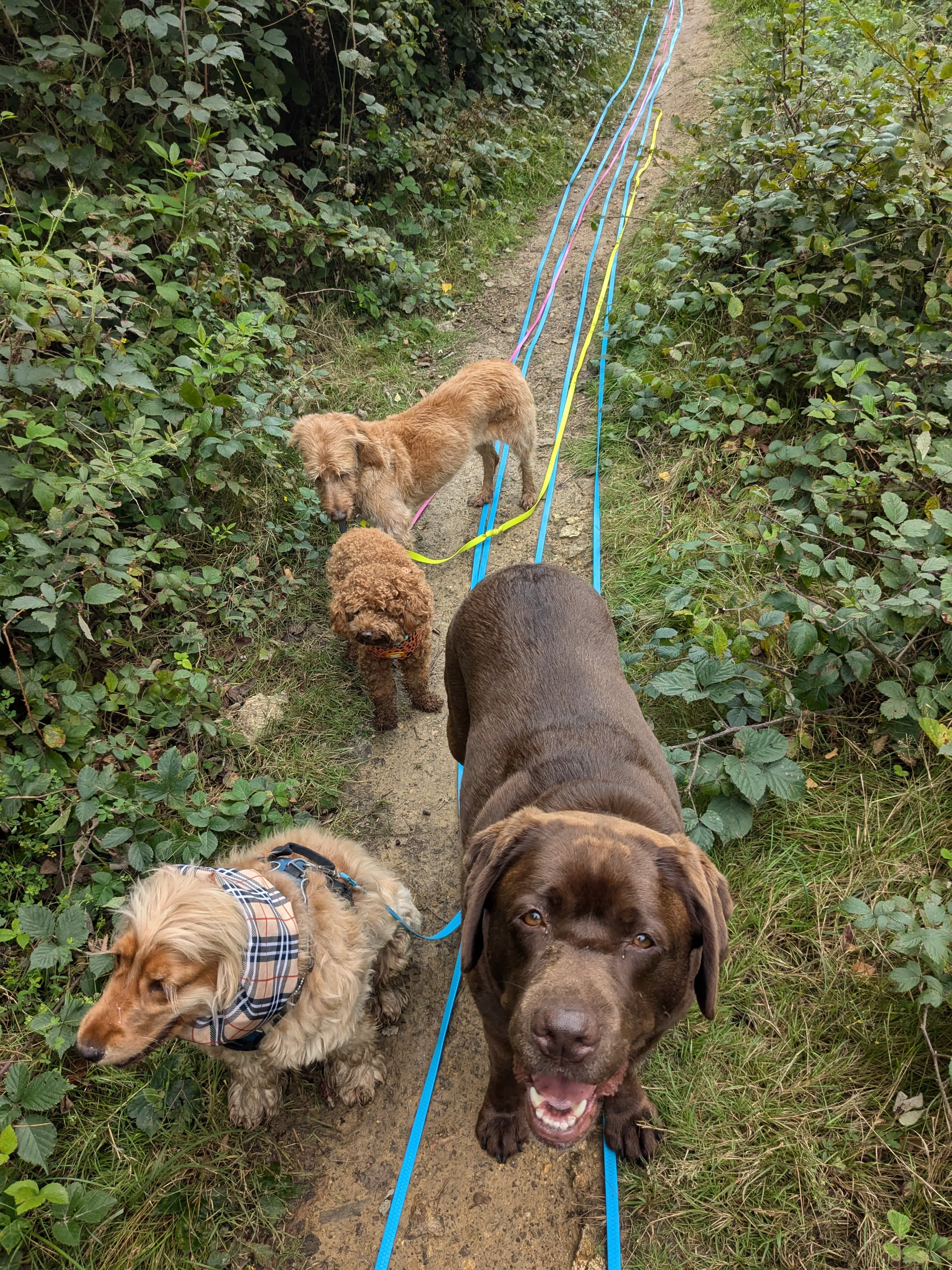 Chien en extérieur — Amitié Canine