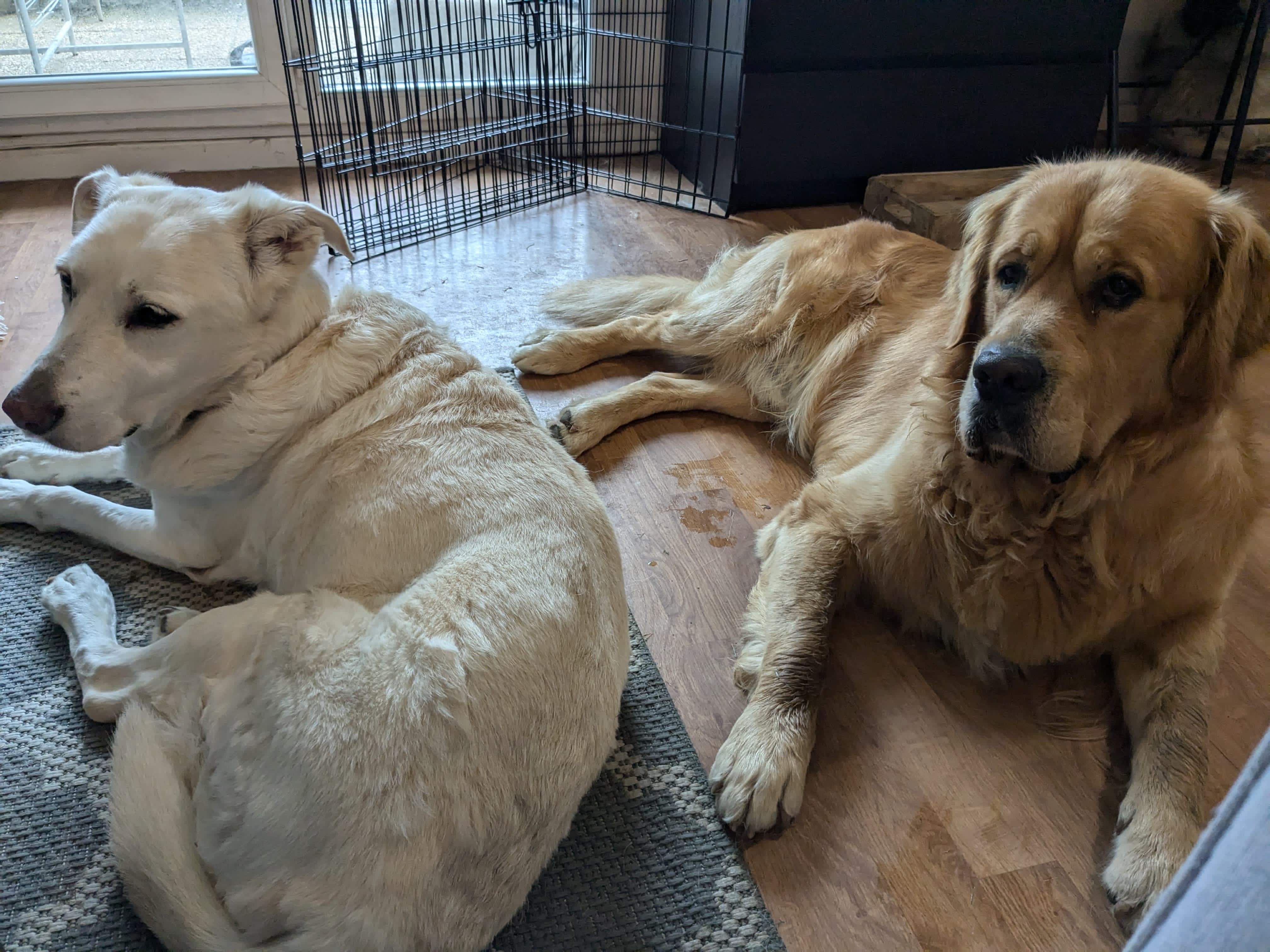 Moment d’éducation canine — Amitié Canine