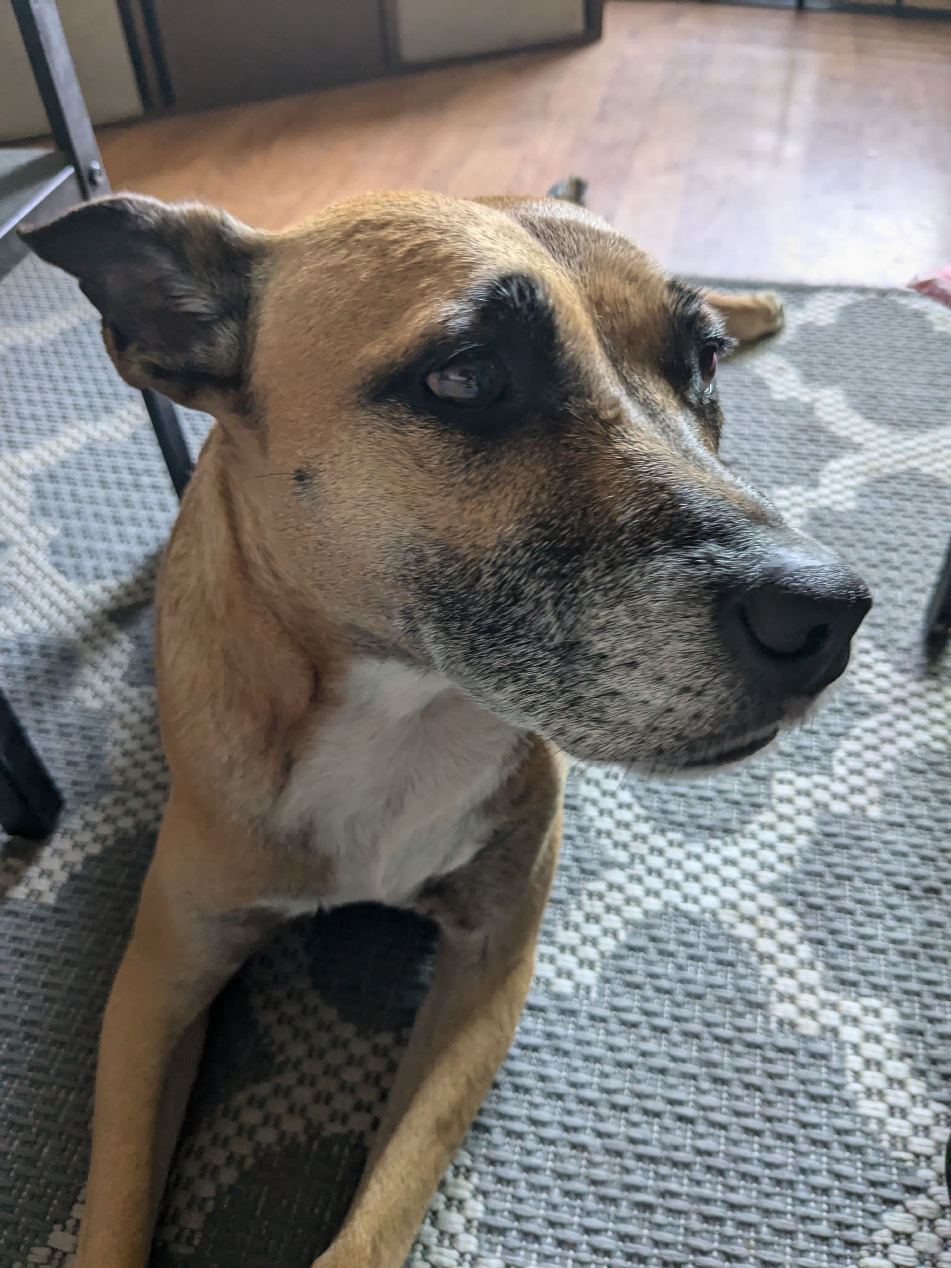 Chien en promenade — Amitié Canine