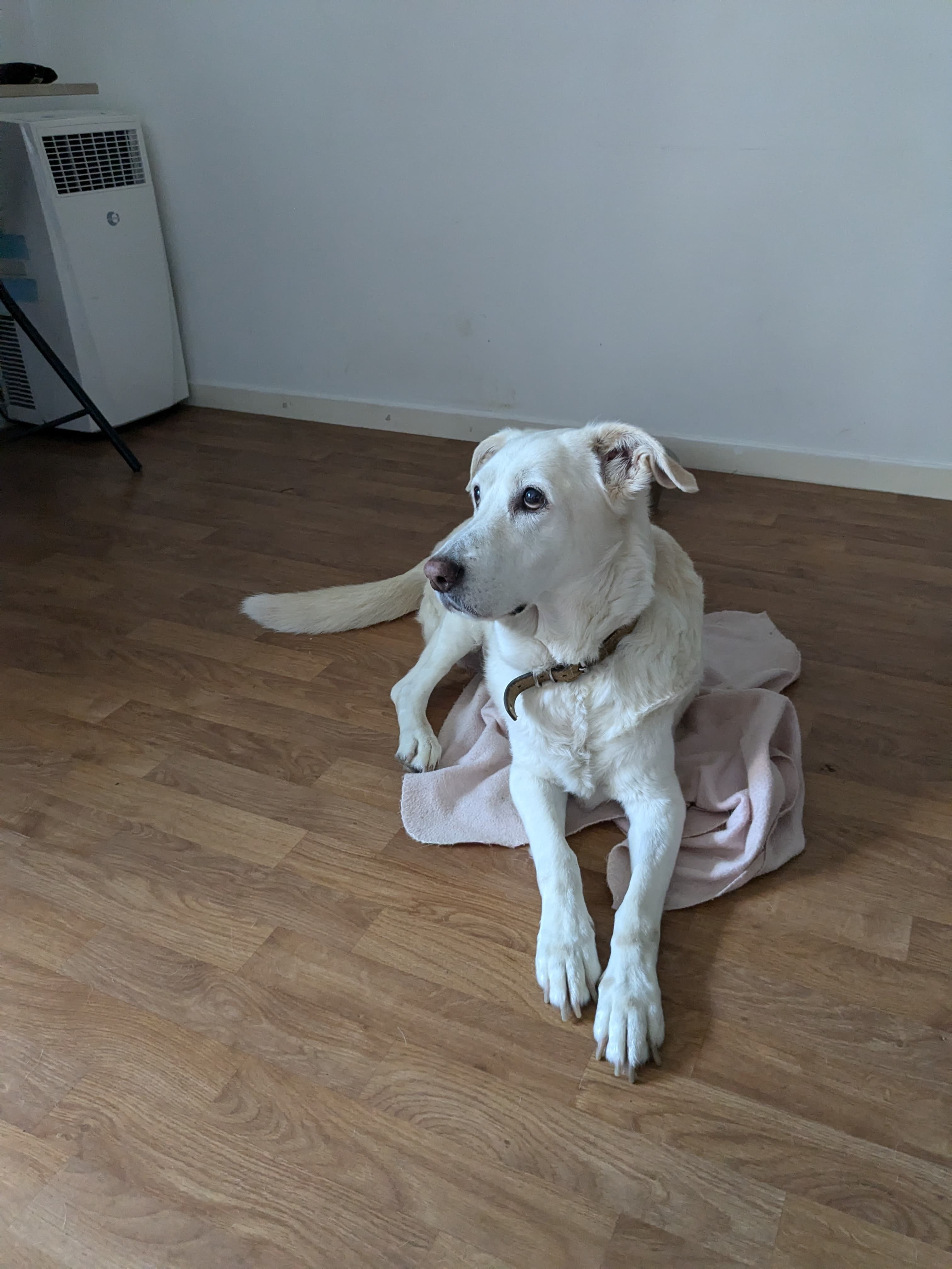 Balade encadrée — Amitié Canine