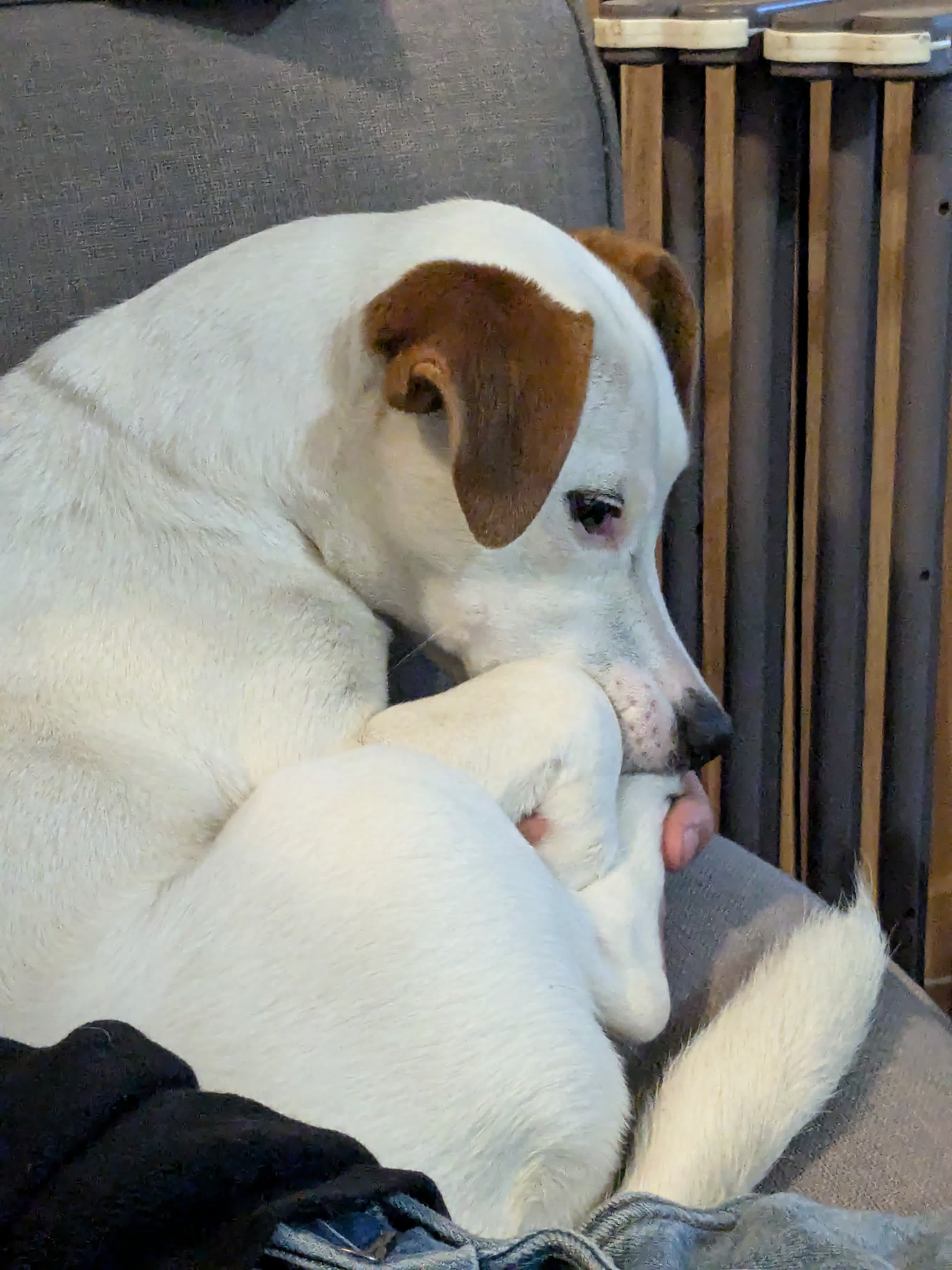 Interaction canine — Amitié Canine