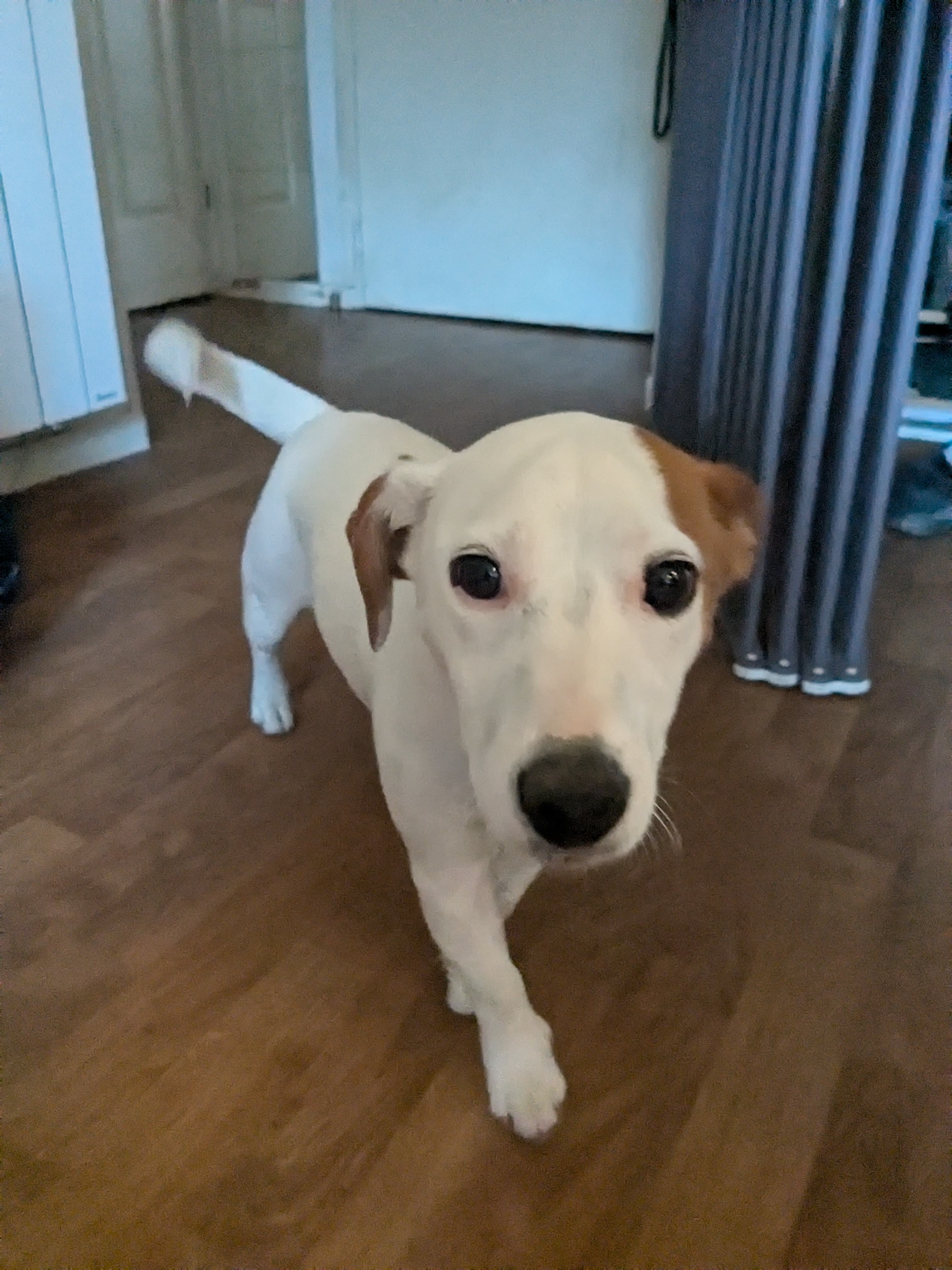 Chien heureux en sortie — Amitié Canine