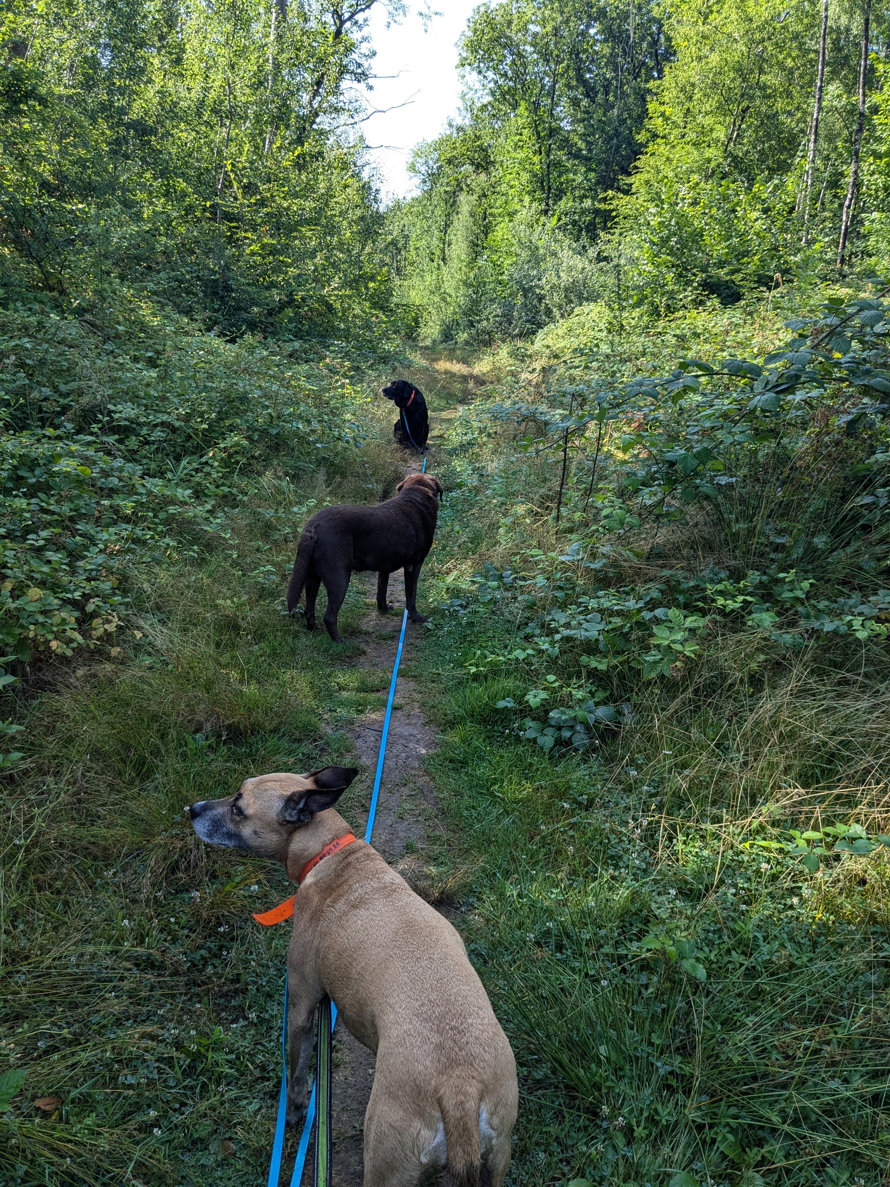 Éducation et complicité — Amitié Canine