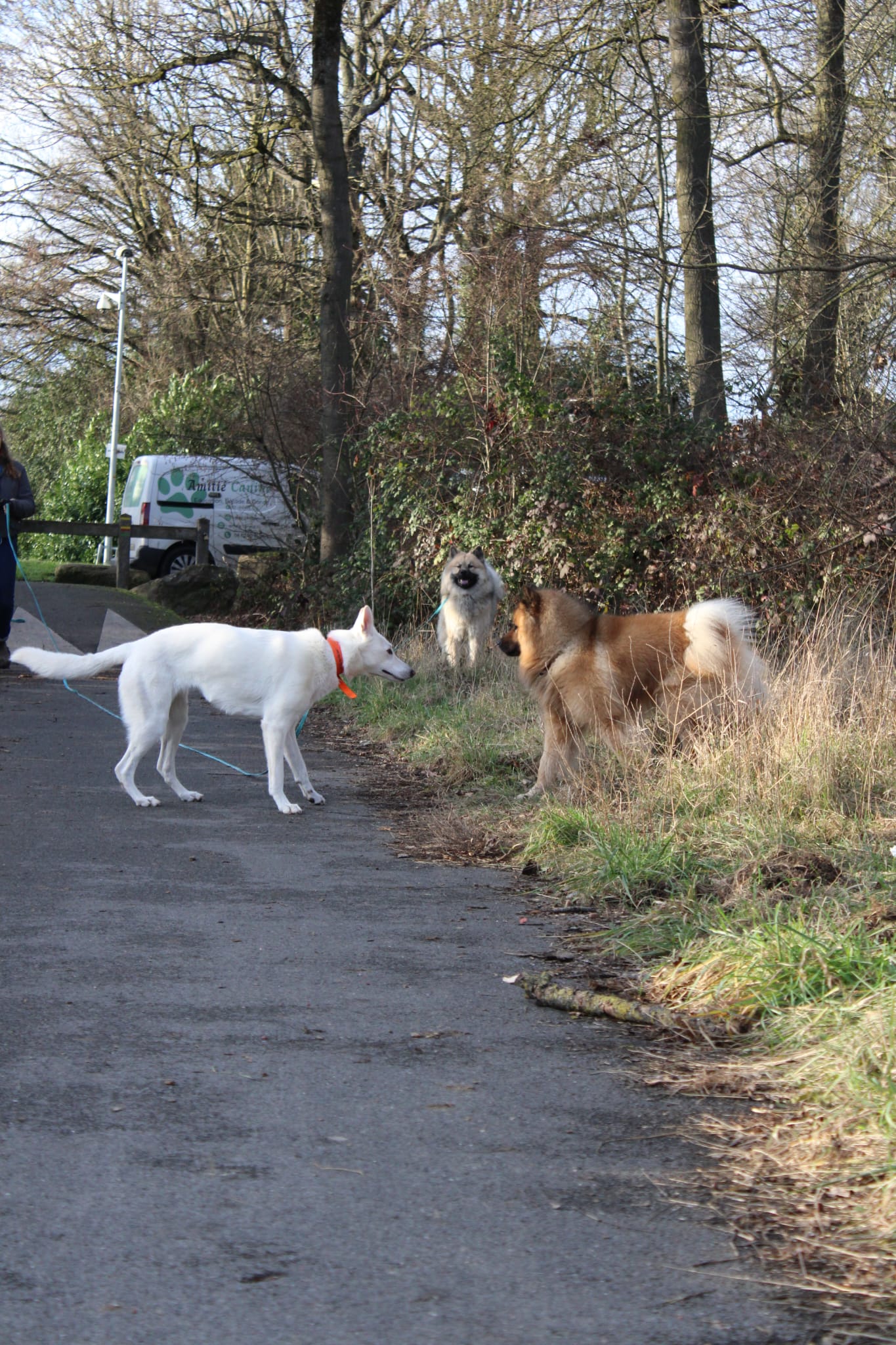 Chien en promenade — Amitié Canine