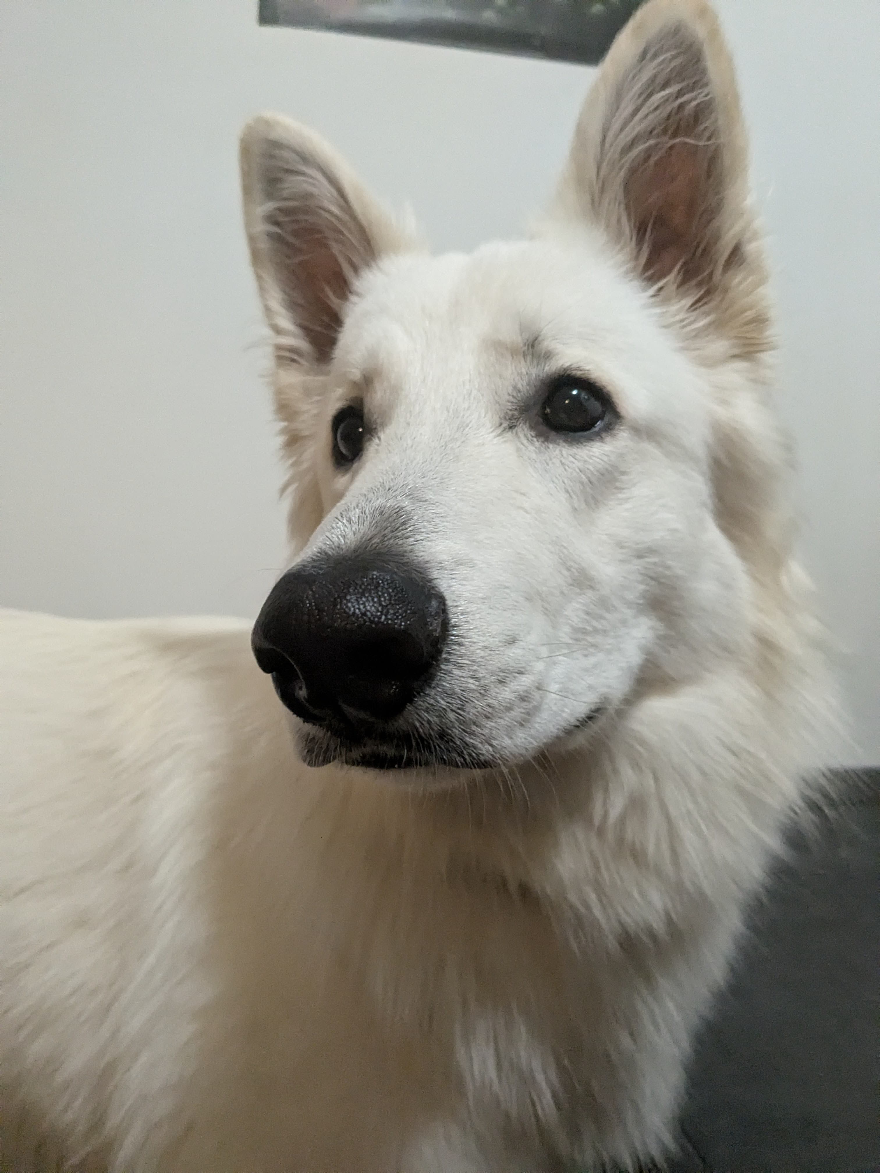 Balade sociale — Amitié Canine