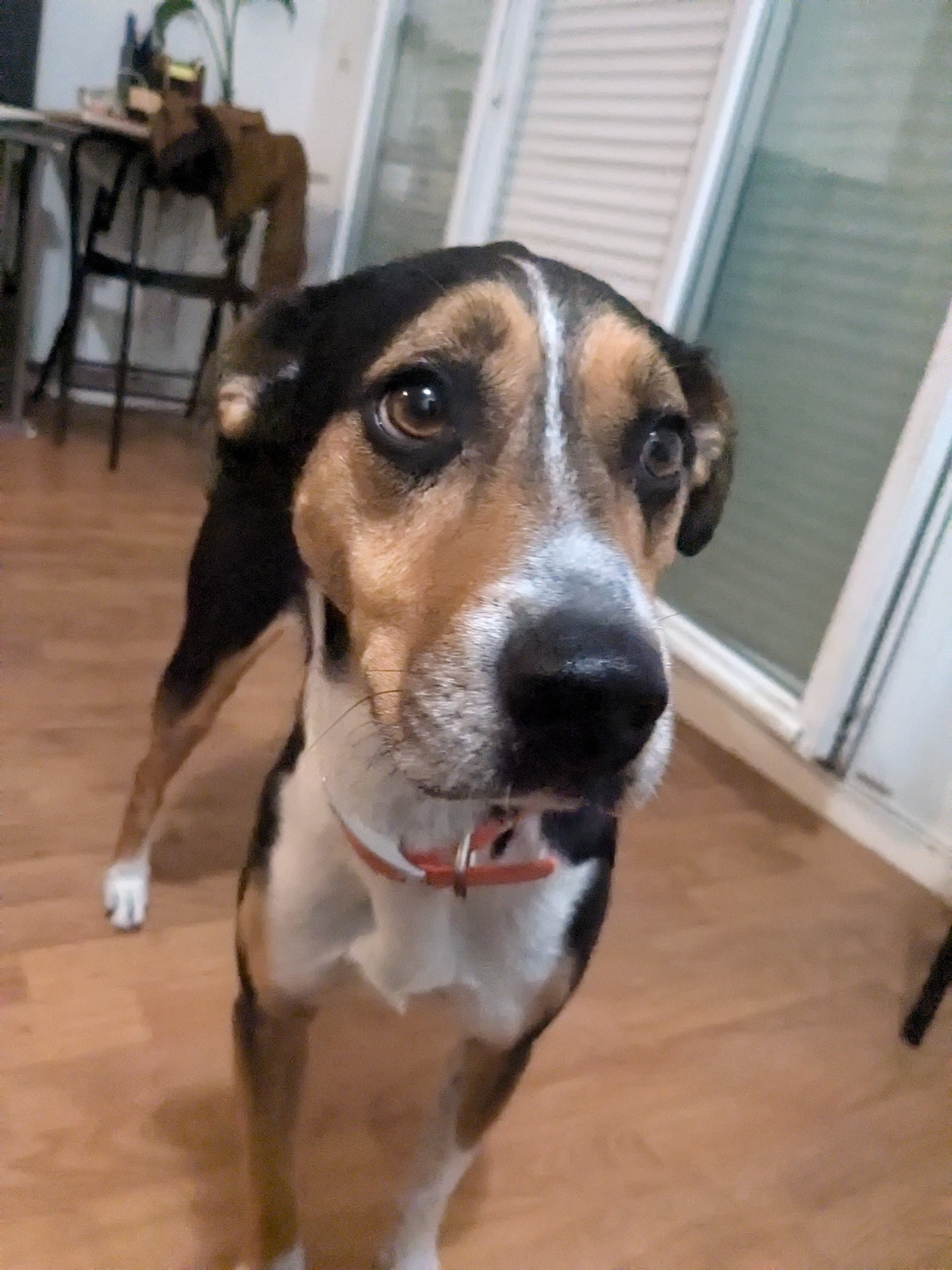 Chien en forêt — Amitié Canine