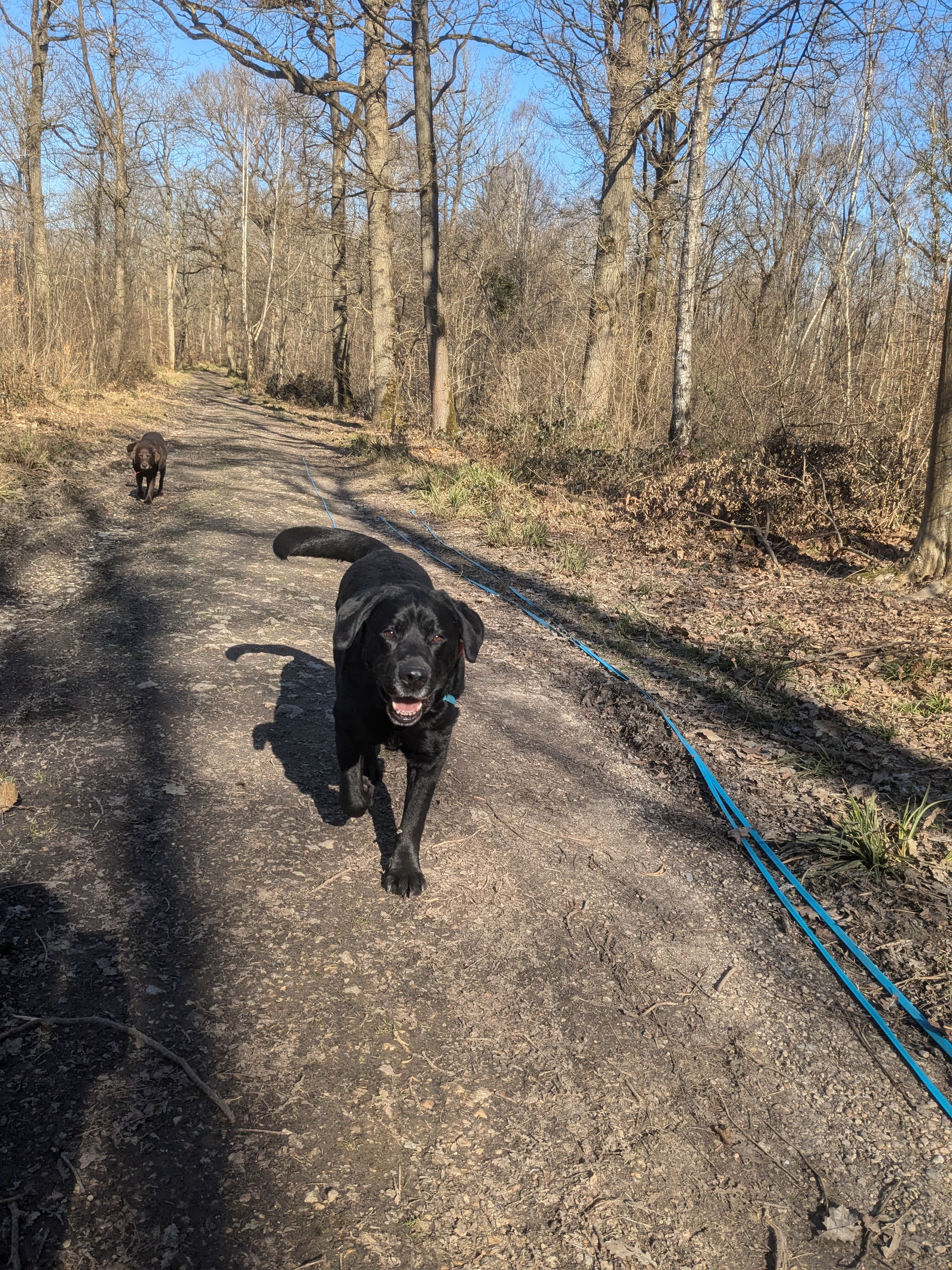 Éducatrice canine en action — Amitié Canine
