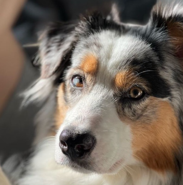Chien en promenade — Amitié Canine