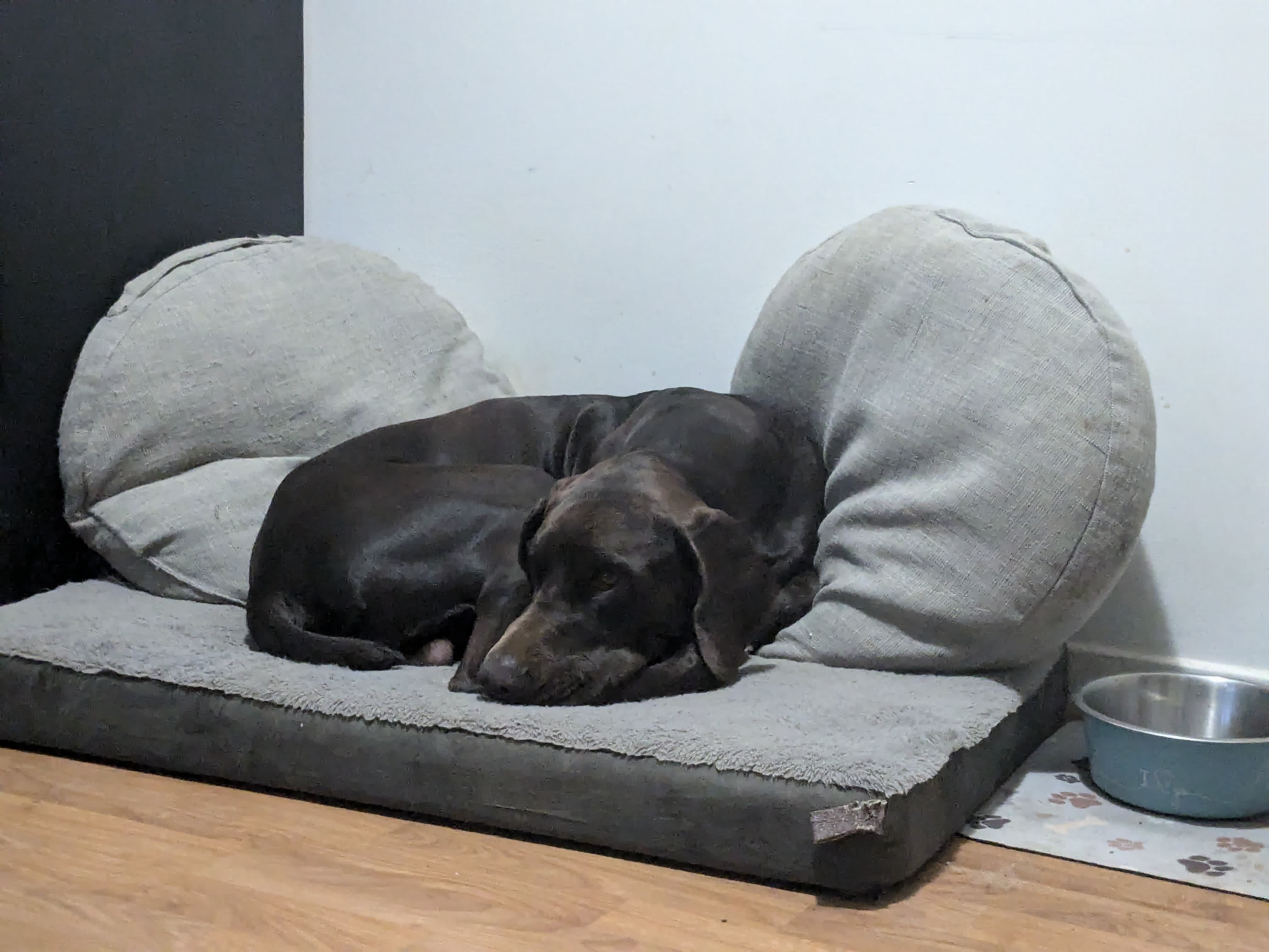 Balade encadrée — Amitié Canine