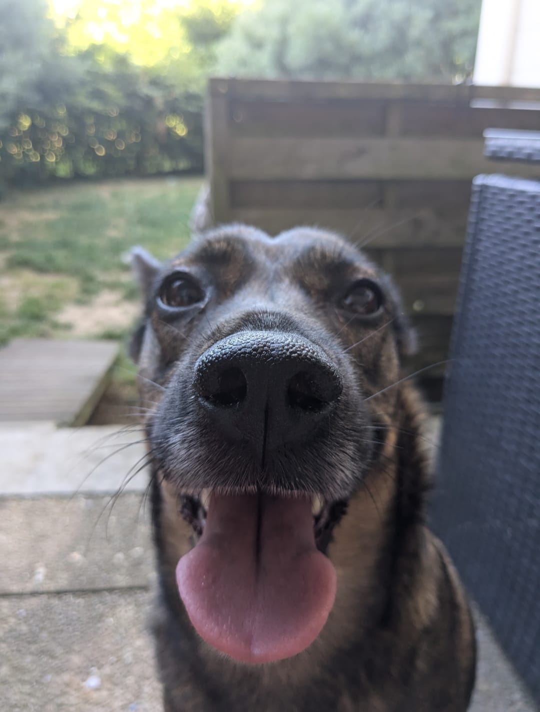 Chien heureux en sortie — Amitié Canine