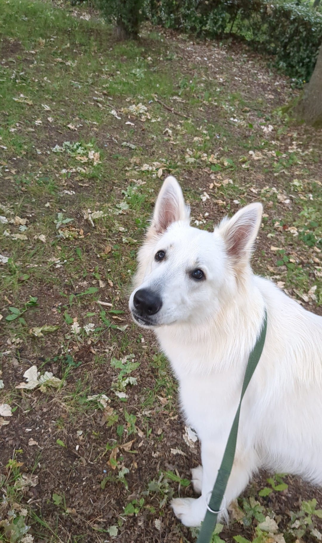 Éducation et complicité — Amitié Canine