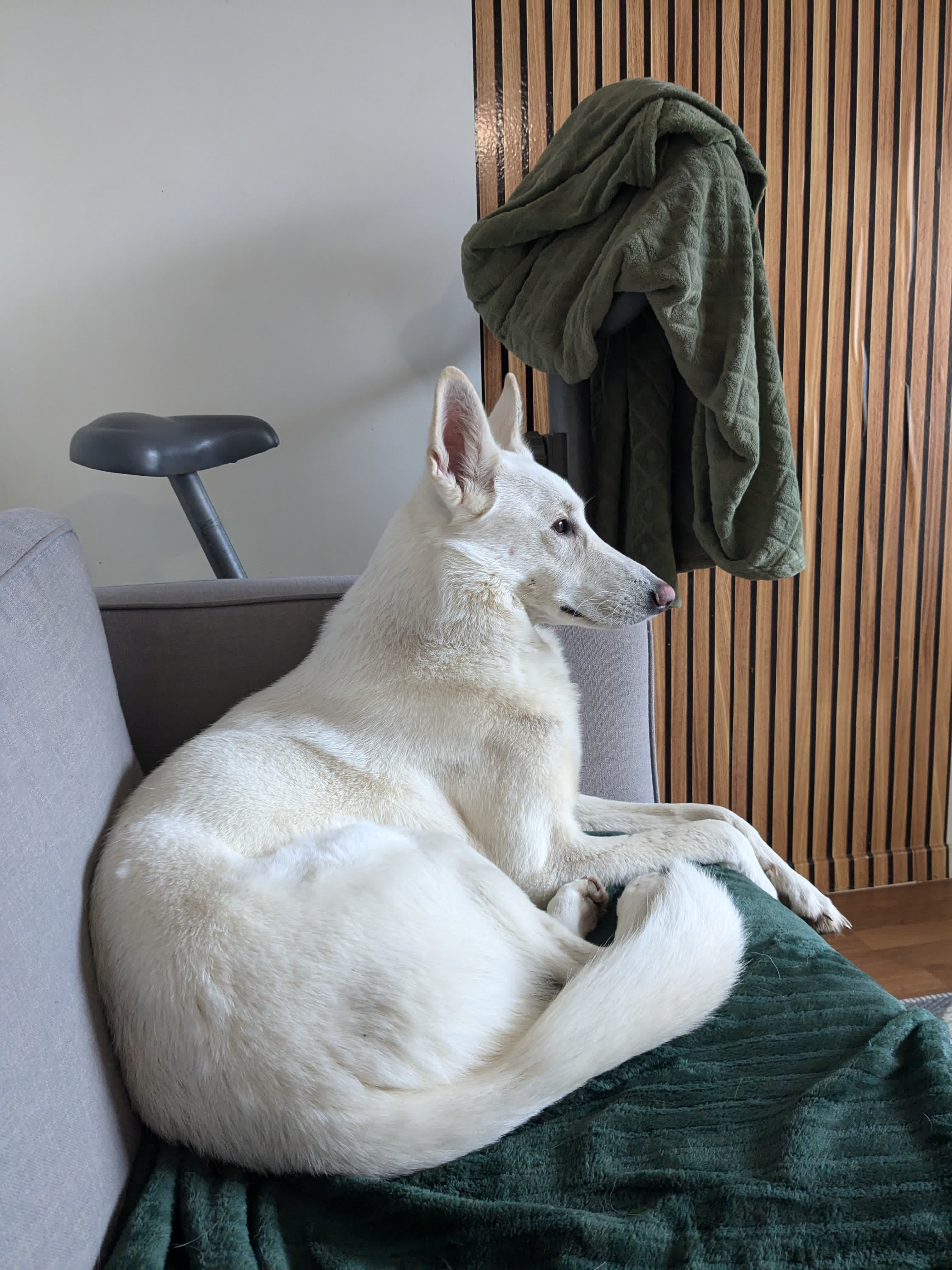 Chien en extérieur — Amitié Canine