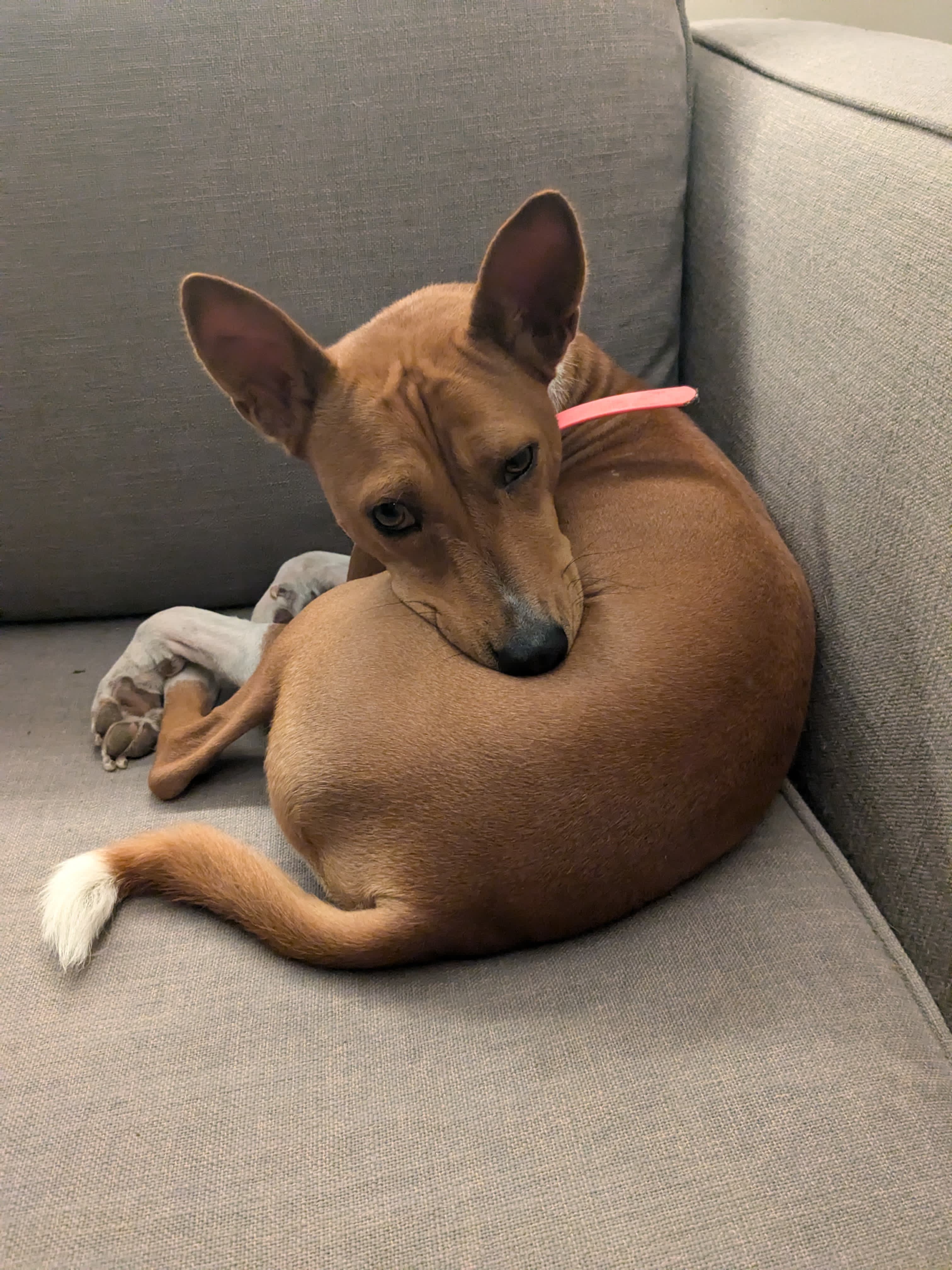 Chien en sortie encadrée — Amitié Canine