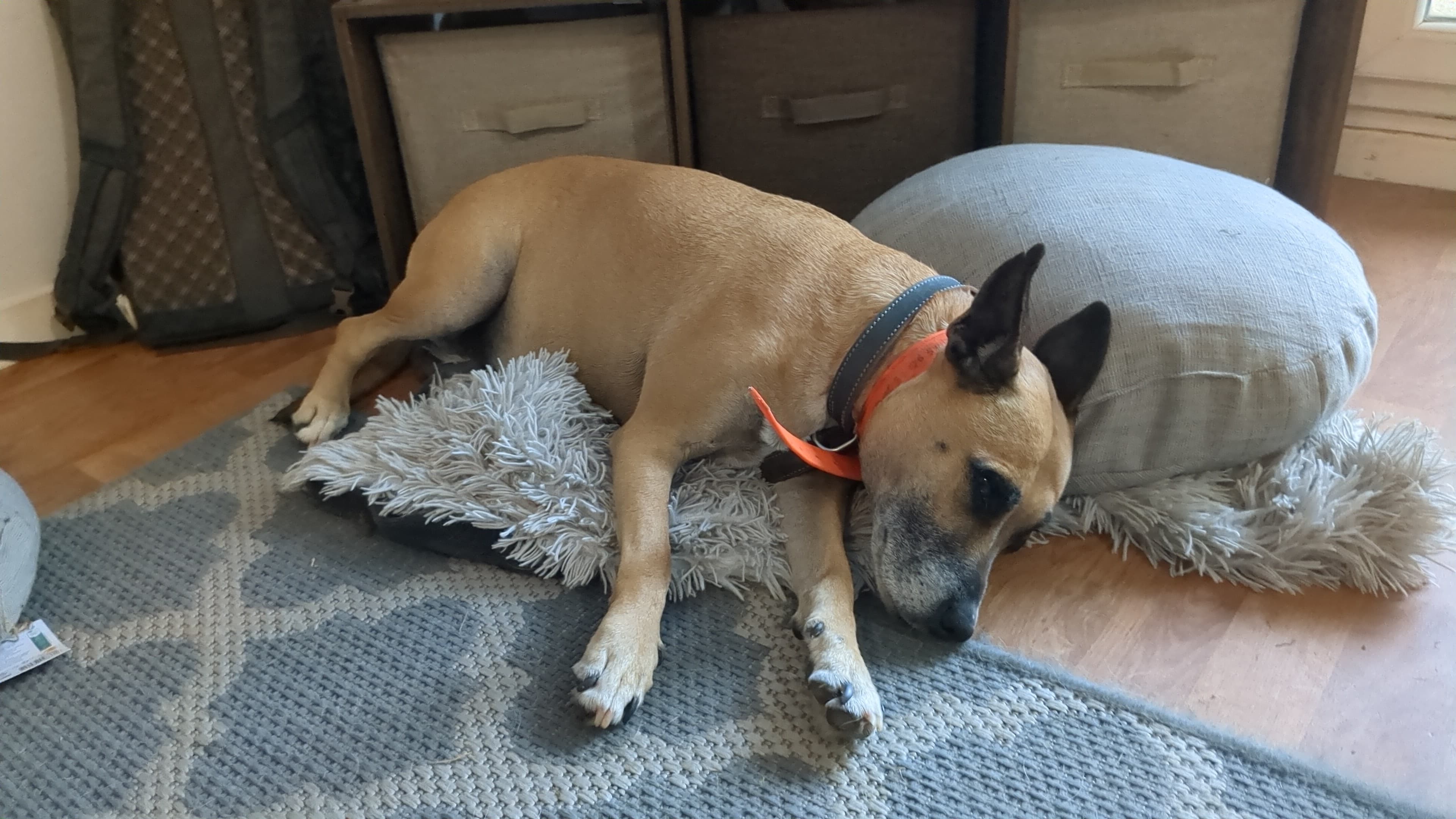 Balade sociale — Amitié Canine