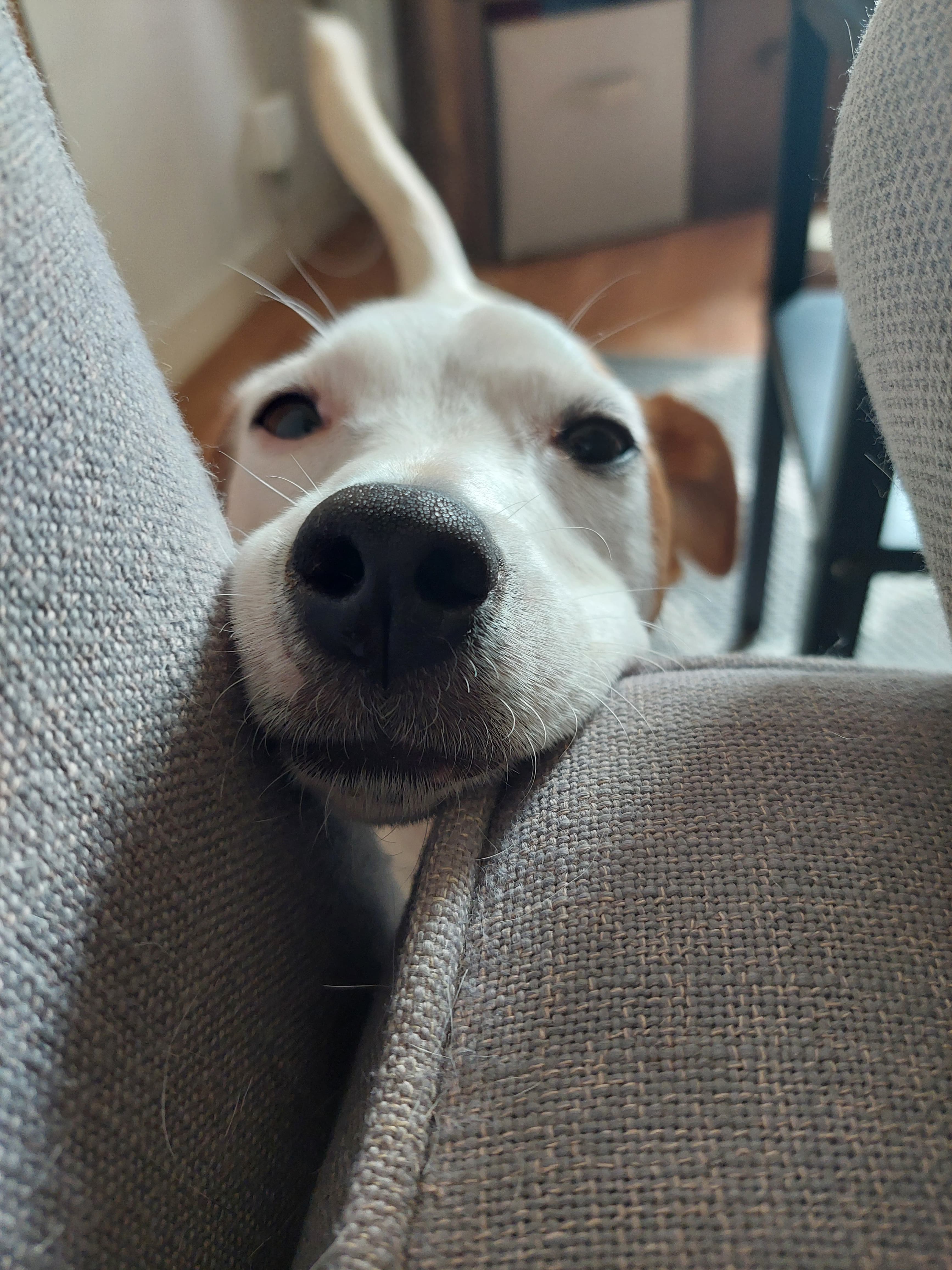 Éducatrice canine en action — Amitié Canine