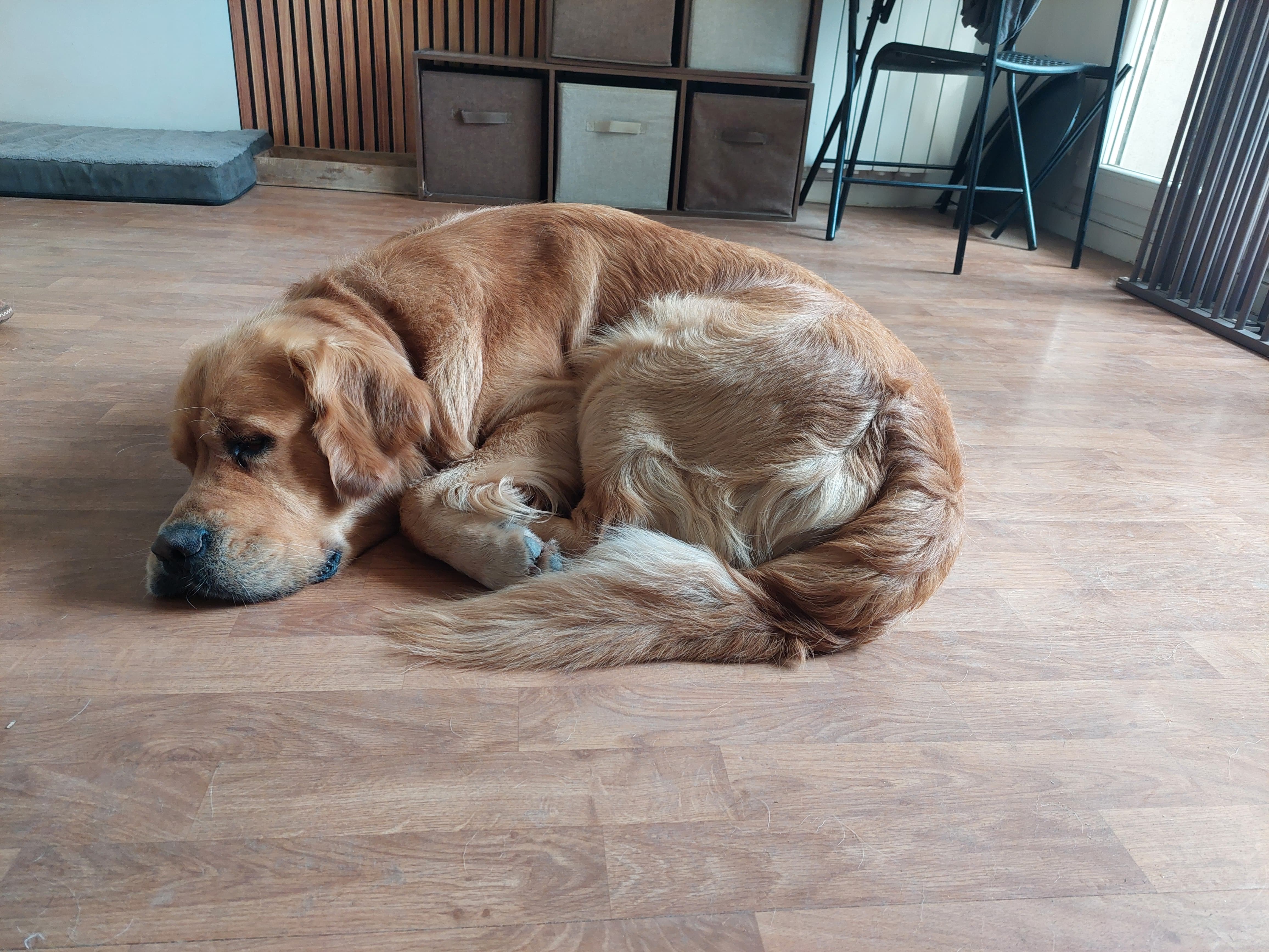 Chien en promenade — Amitié Canine