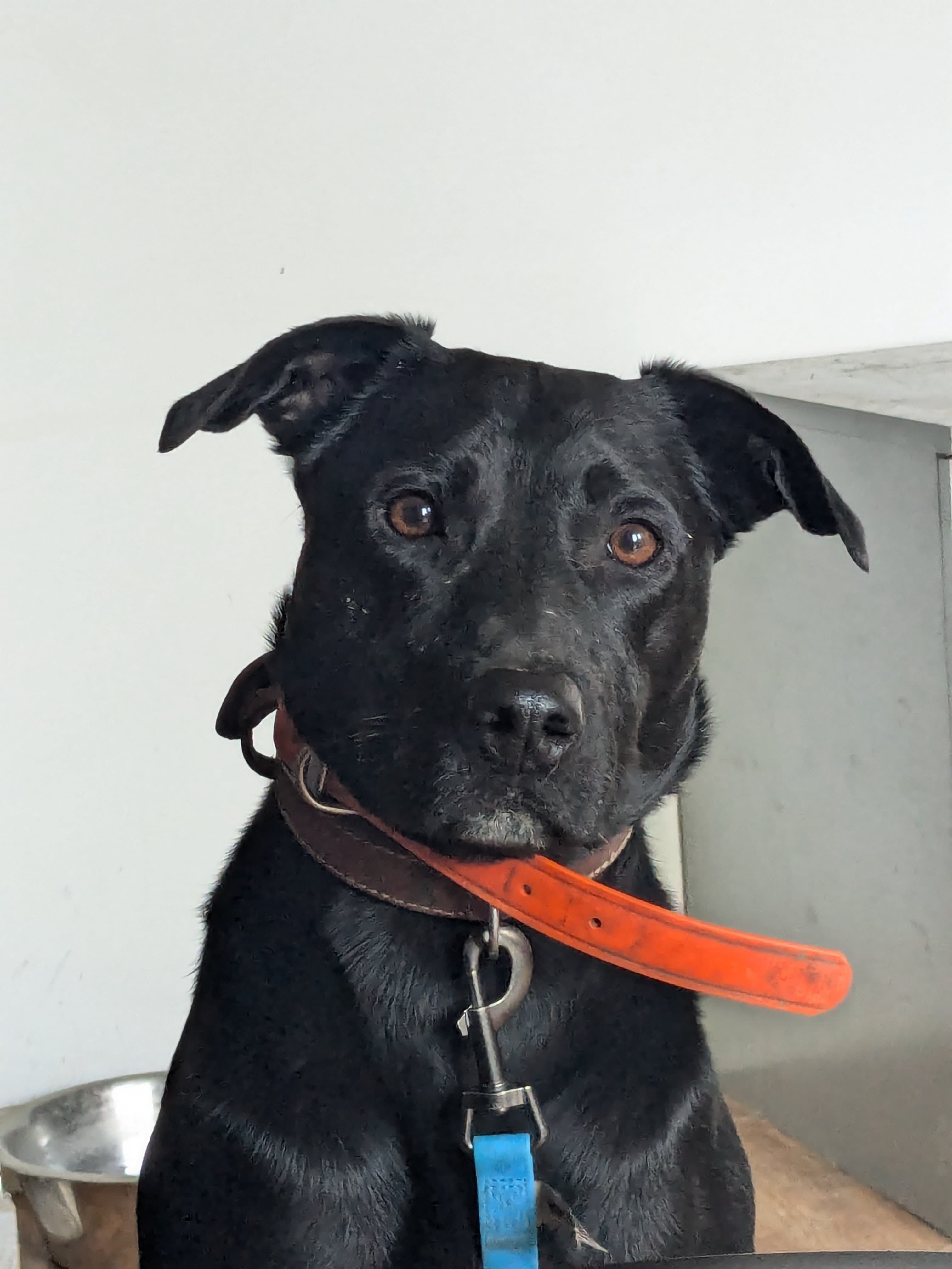 Balade encadrée — Amitié Canine