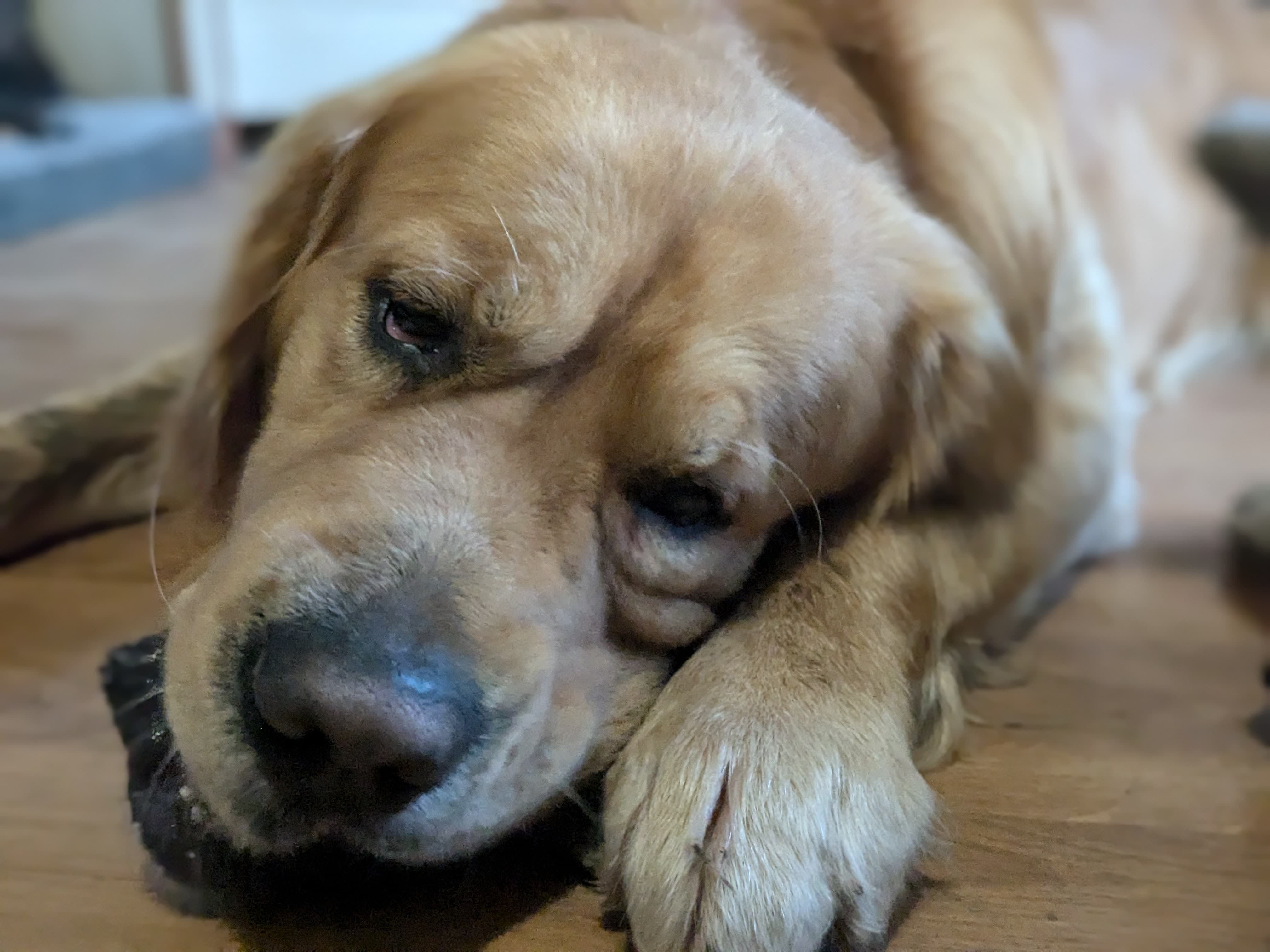 Chien en garde en vie de famille — Amitié Canine