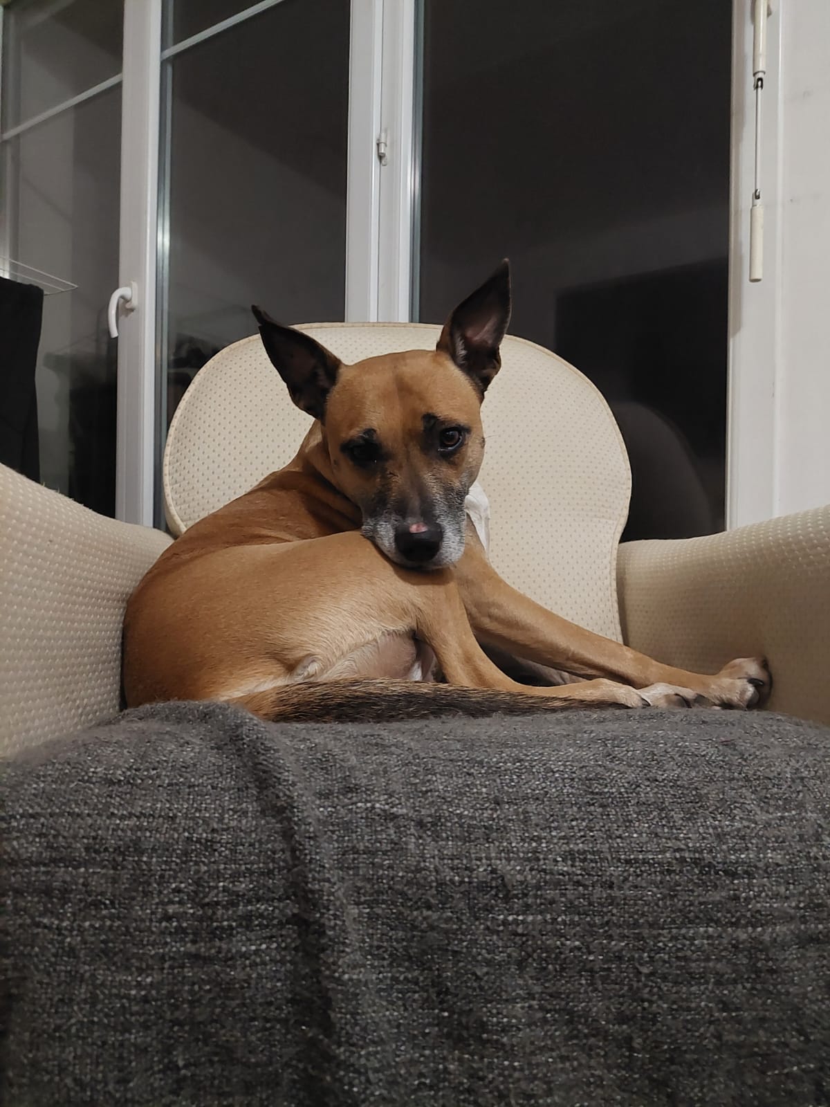 Moment de détente — Amitié Canine