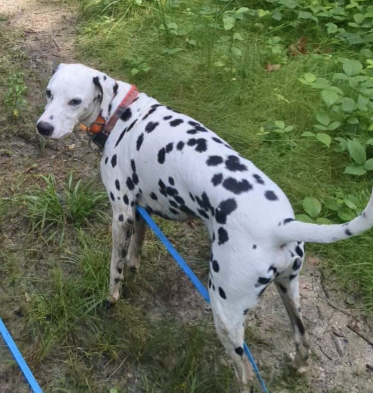 Complicité chien et humain — Amitié Canine