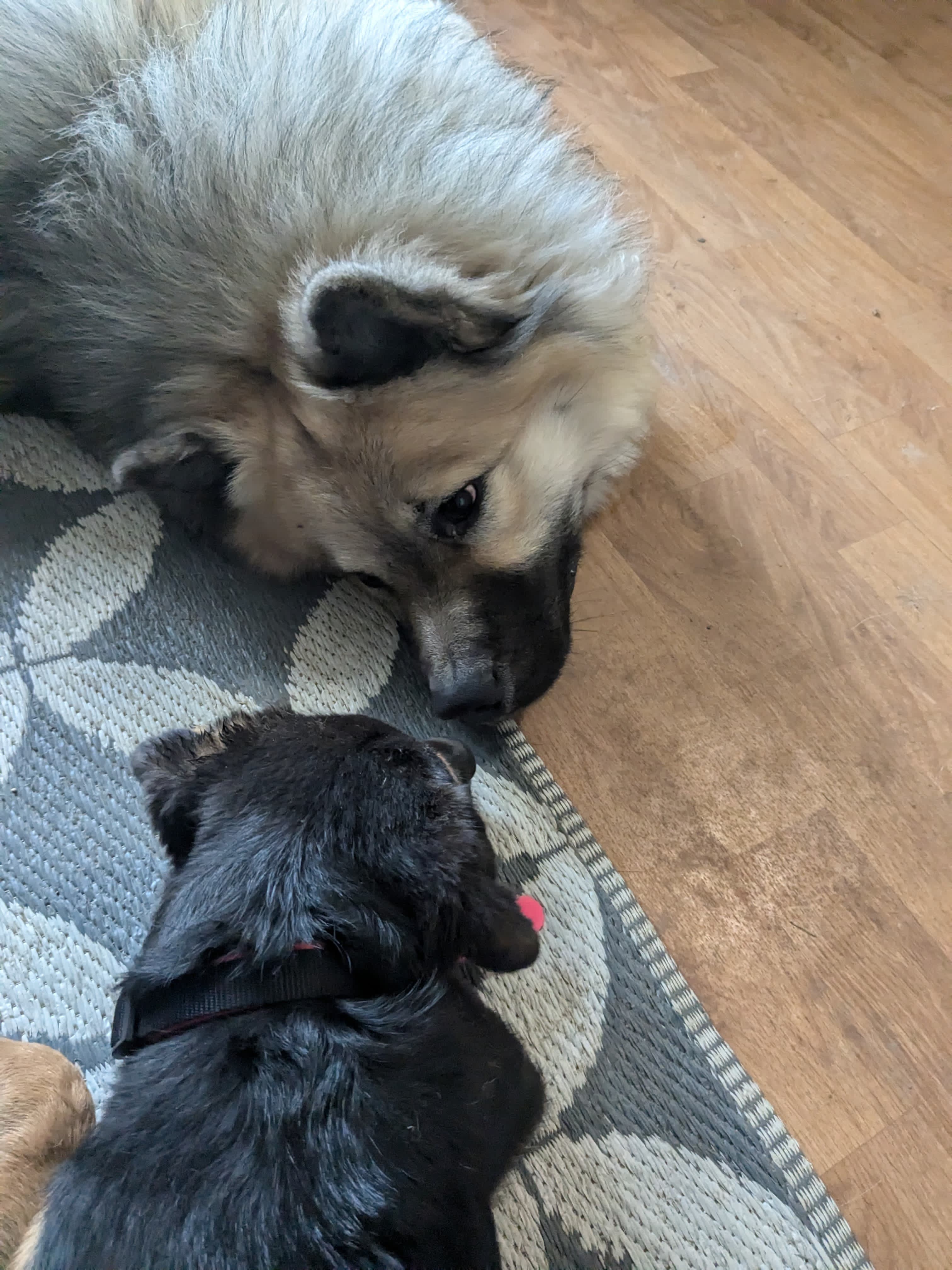 Balade encadrée — Amitié Canine