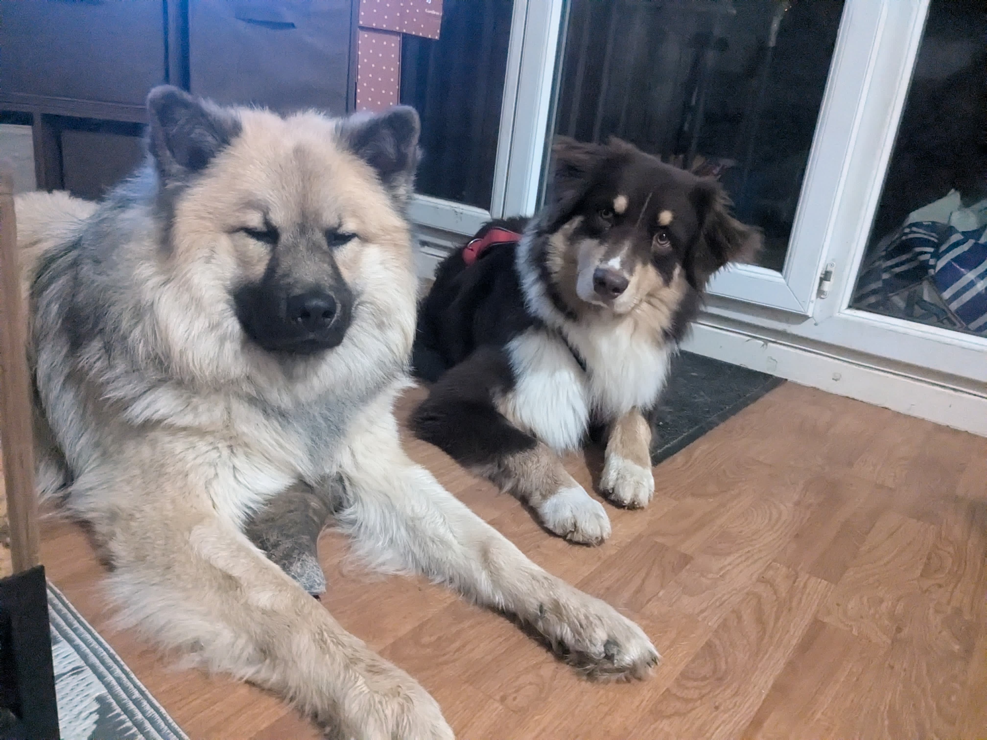 Interaction canine — Amitié Canine