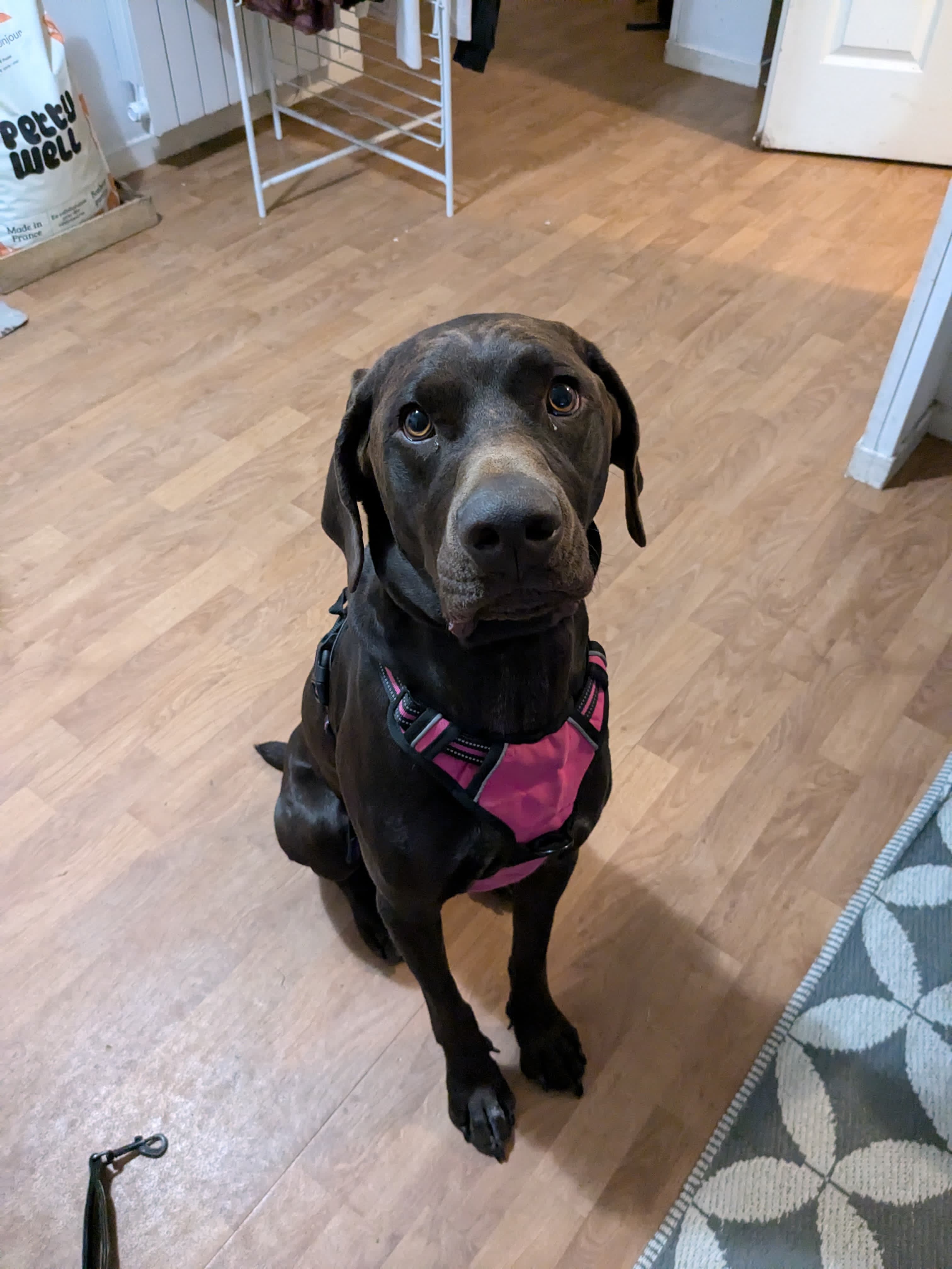 Chien heureux en sortie — Amitié Canine