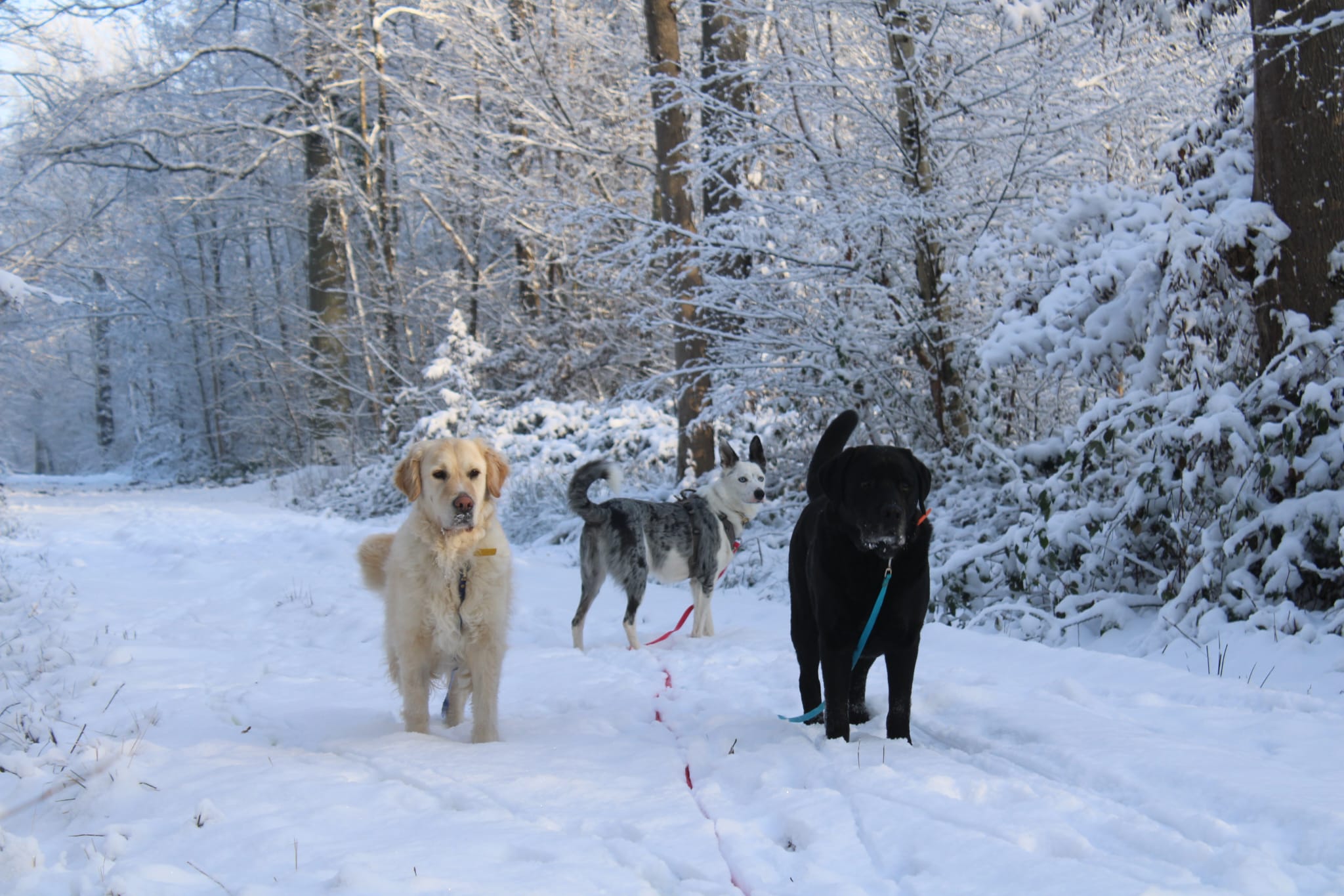 Balade en groupe — Amitié Canine