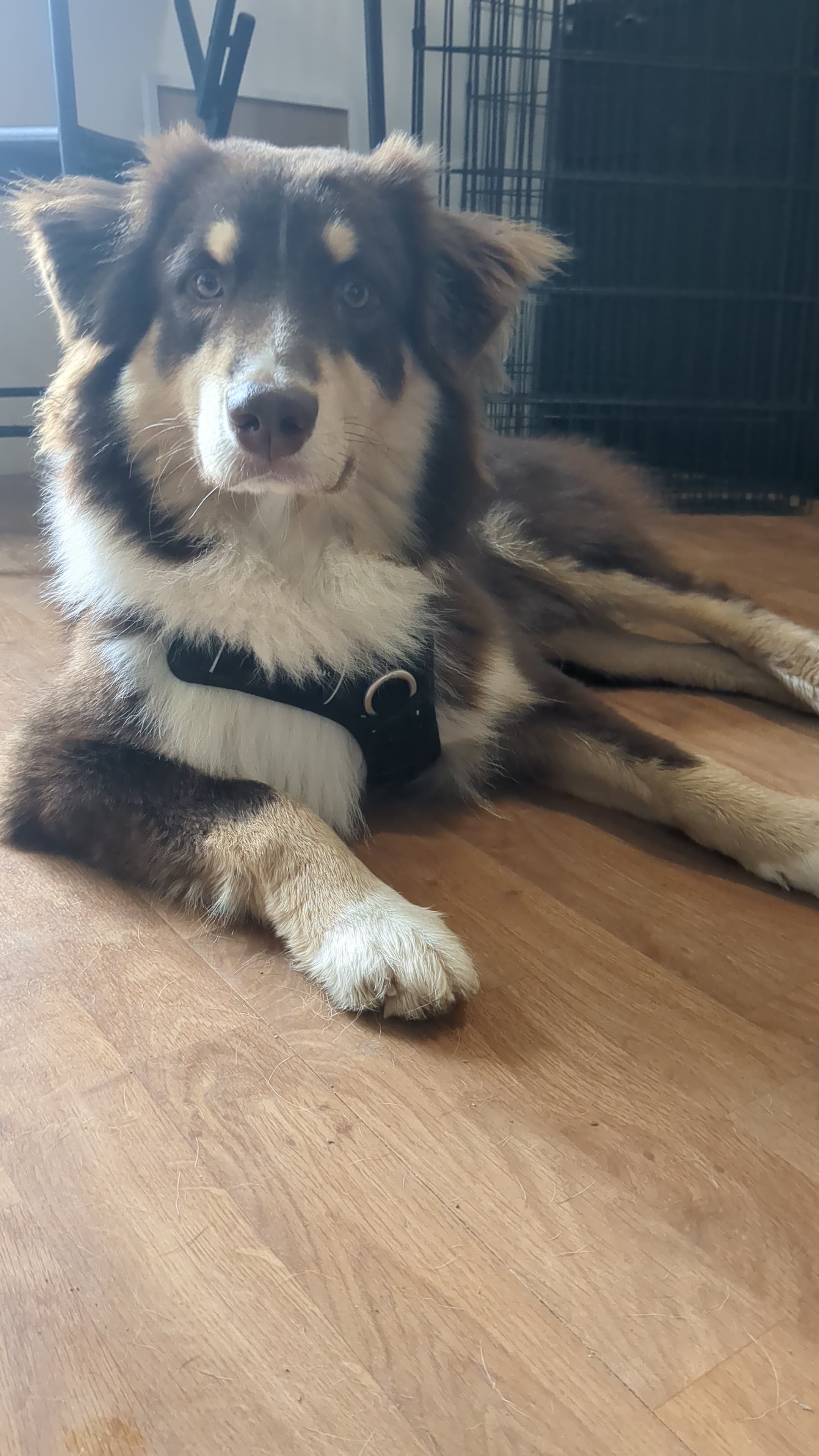 Chien en garde — Amitié Canine