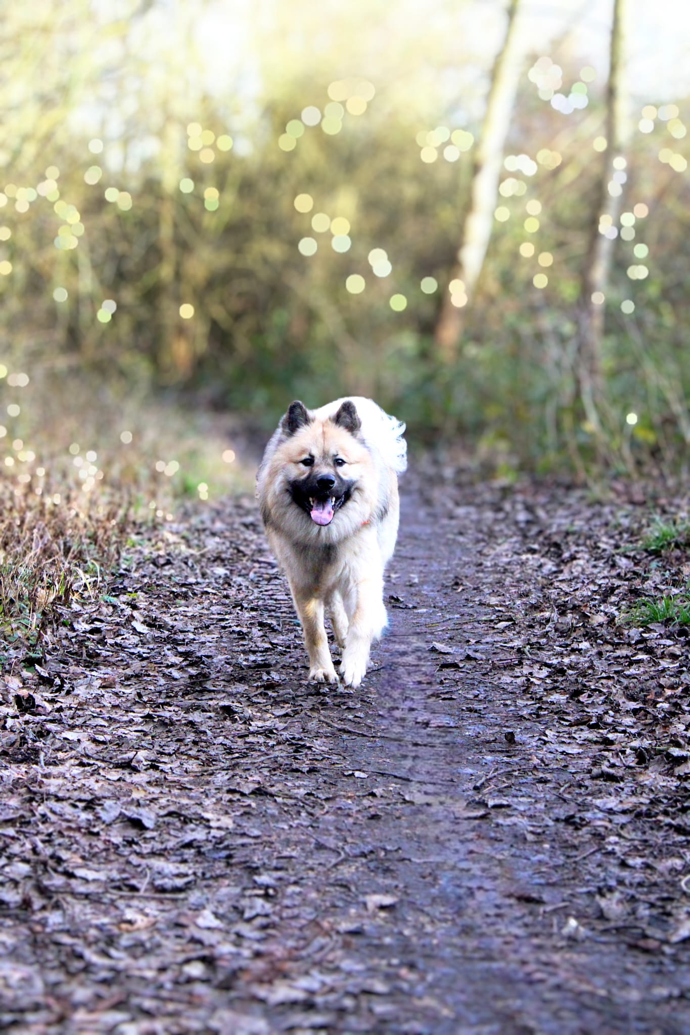 Chien en extérieur — Amitié Canine