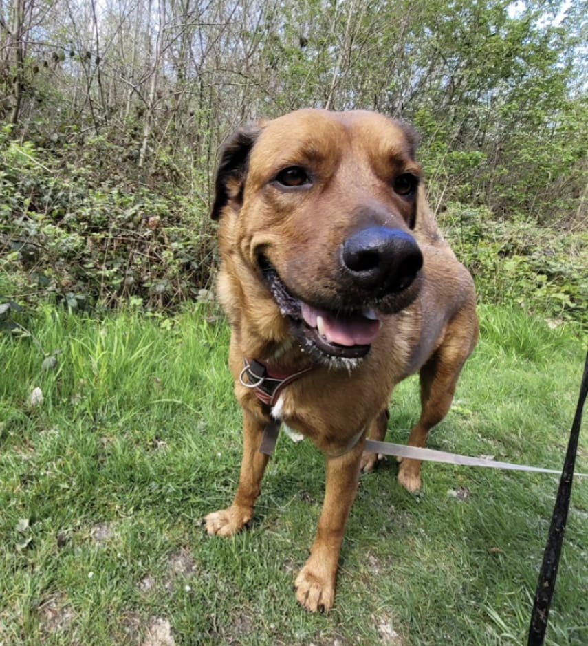 Photo du chien Roxie